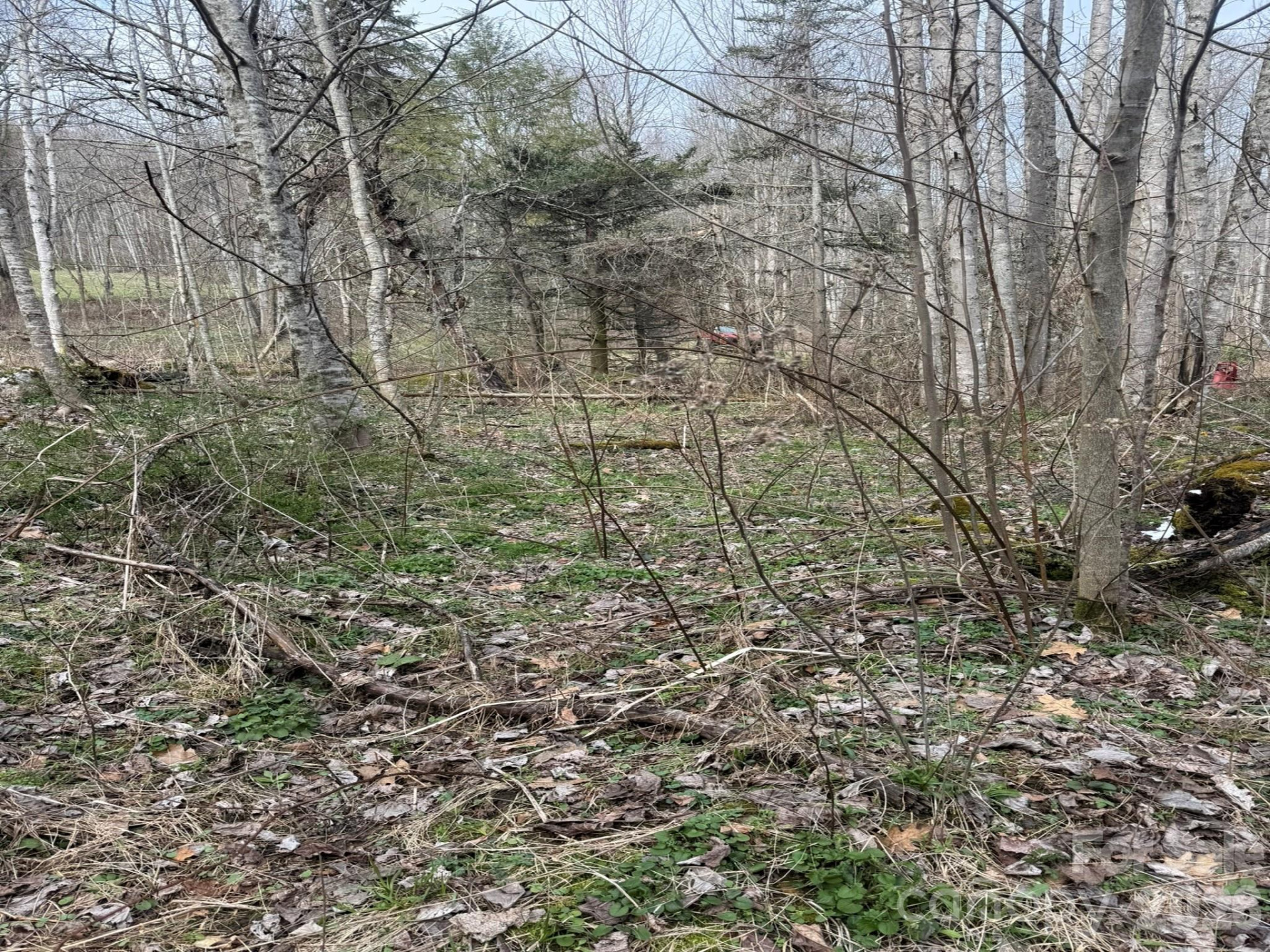 TBD 1.2 Acres Jass Cove Road - Photo 7