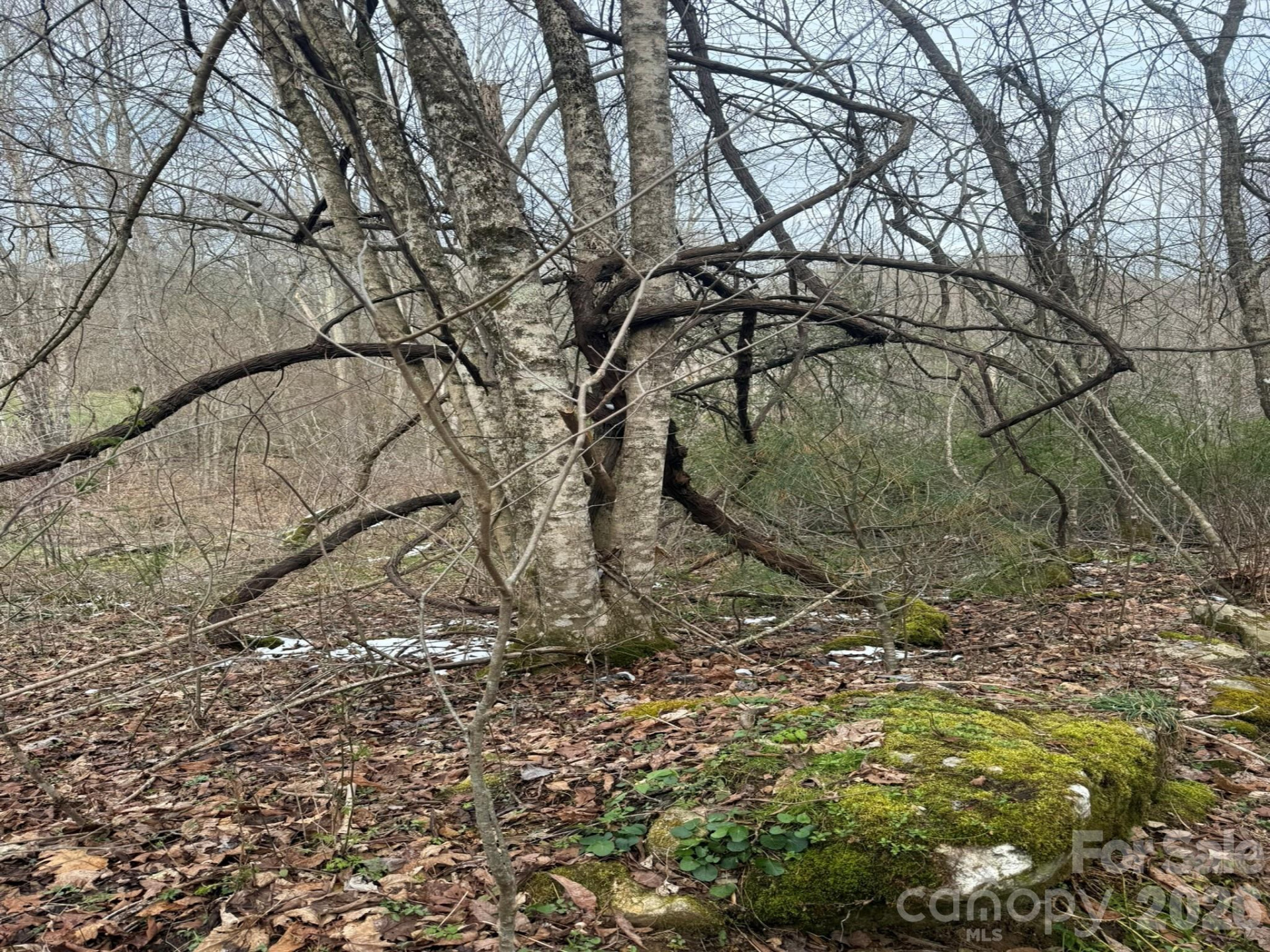 TBD 1.2 Acres Jass Cove Road - Photo 8