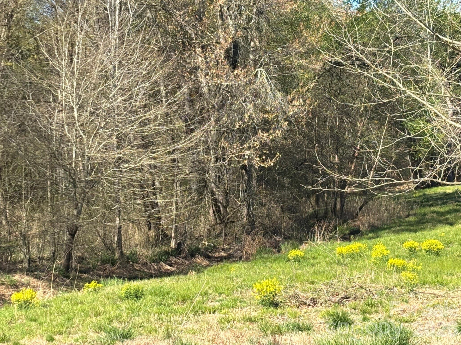 Lot #4 Prince Road - Photo 6