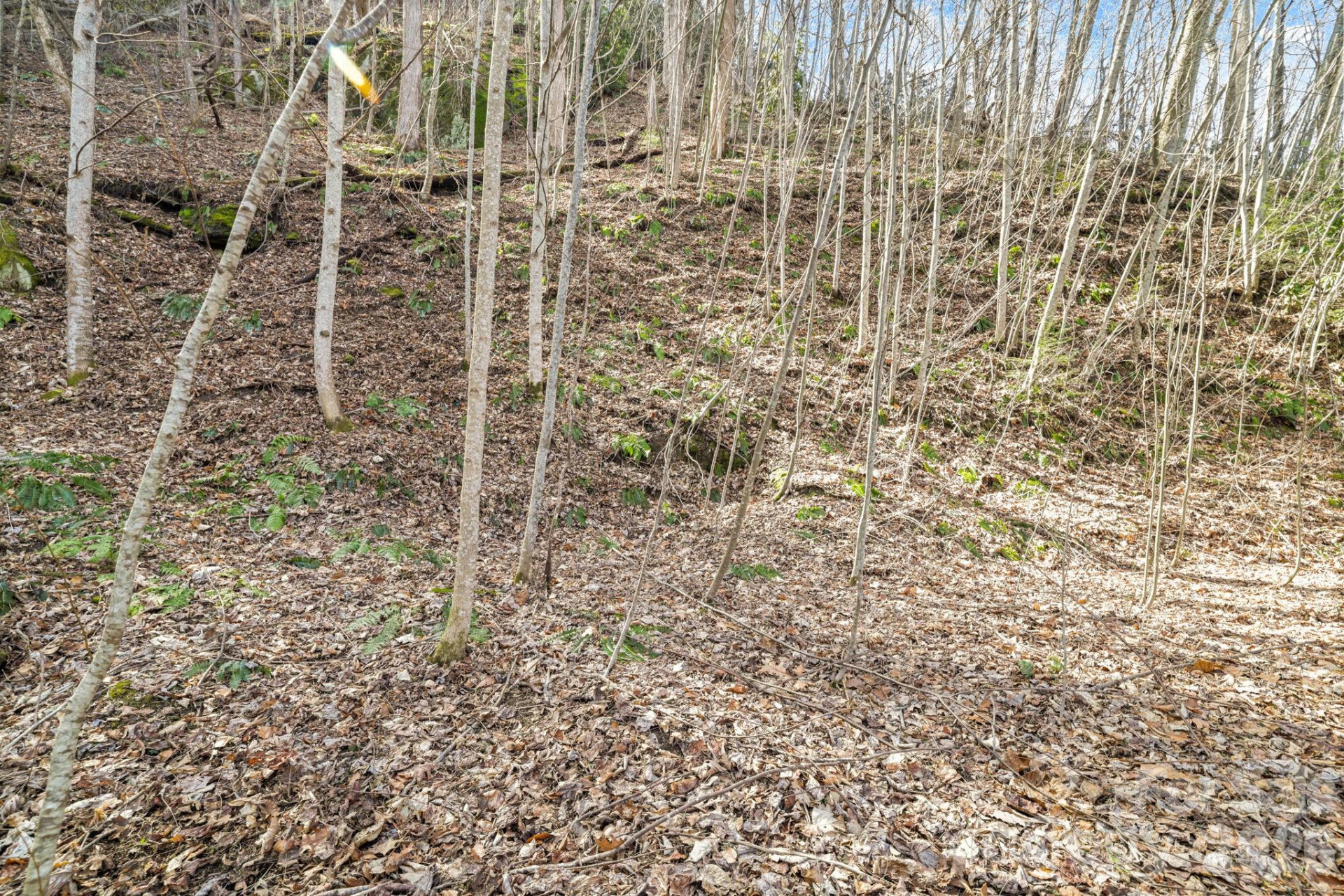 00 Lady Bug Lane #26 - Photo 4