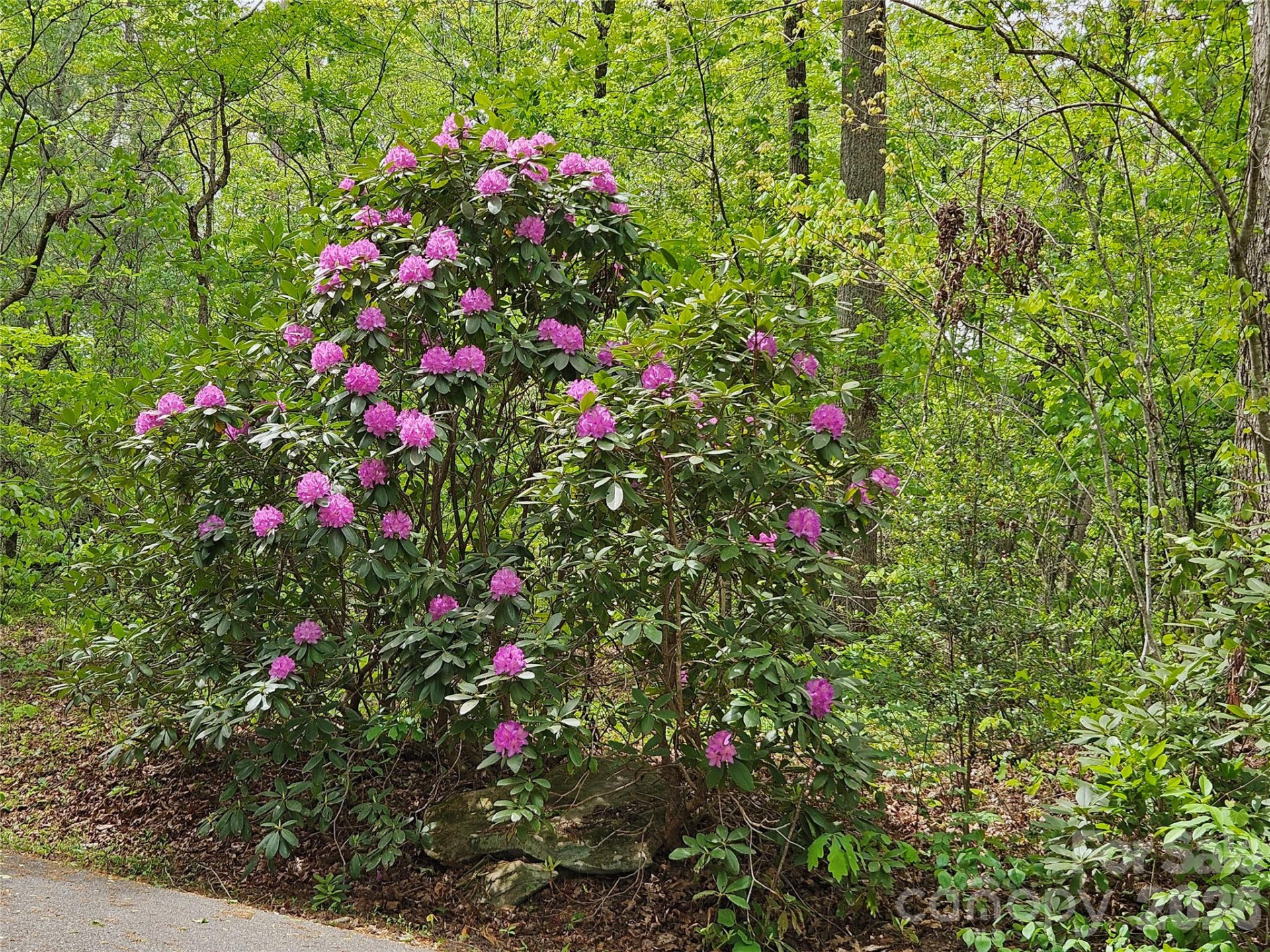 81 Mill Ridge Road - Photo 10