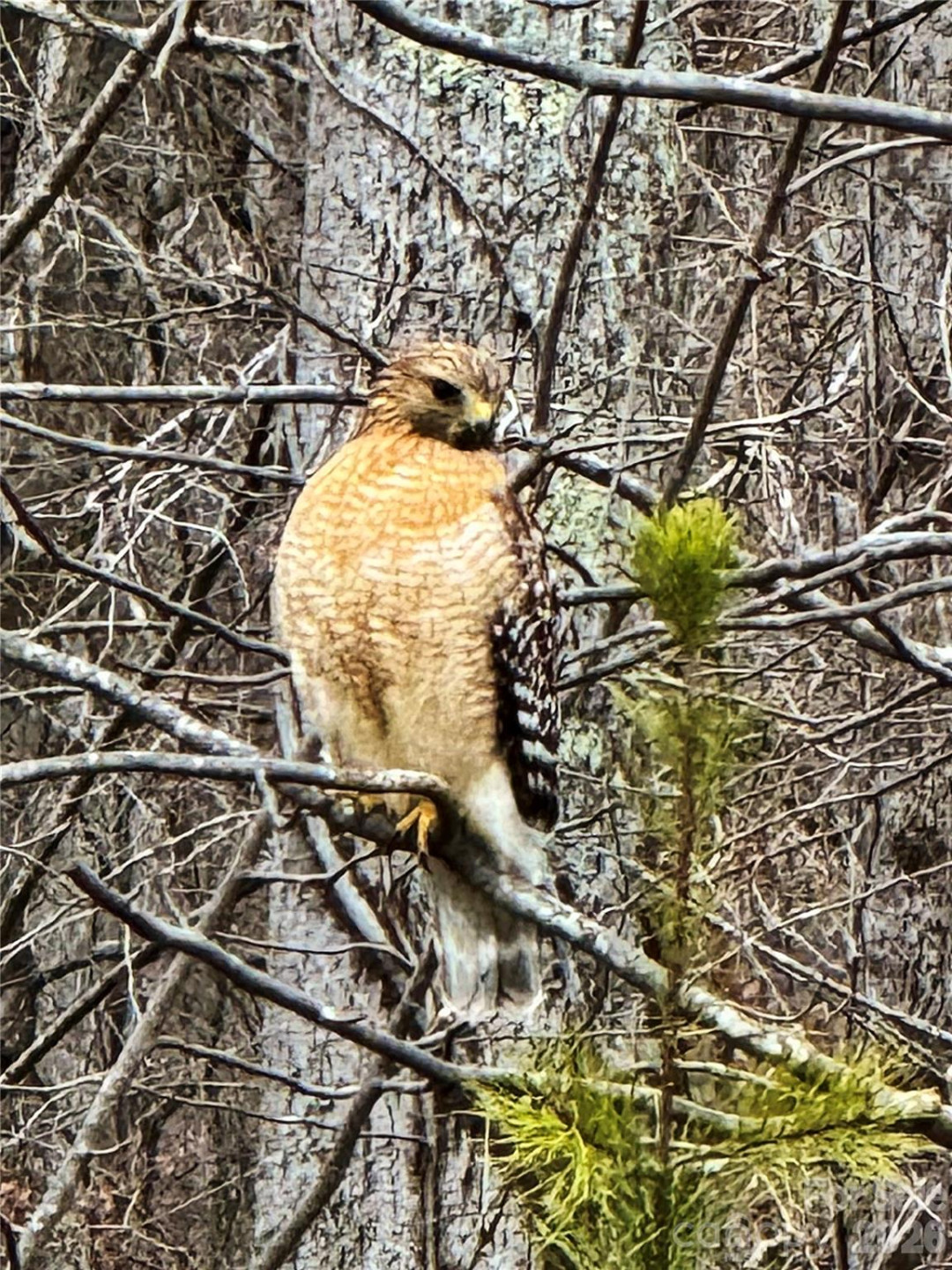 31 Cozy Cottage Way - Photo 34