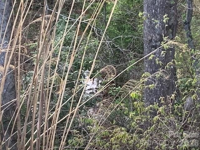 1.0AC HOLBERT COVE Road, Saluda, NC, 28773