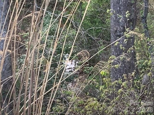 1.0AC HOLBERT COVE Road #2