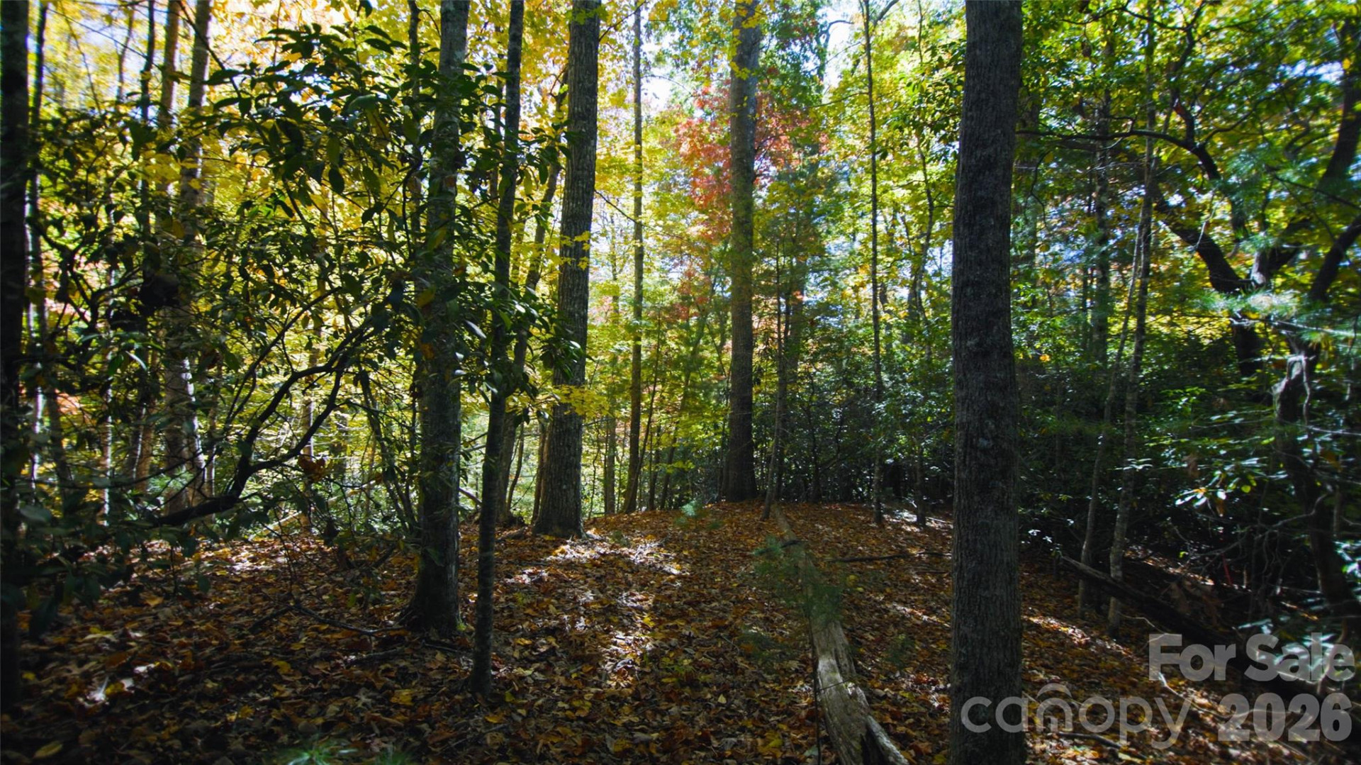 106 Skydance Trail - Photo 12