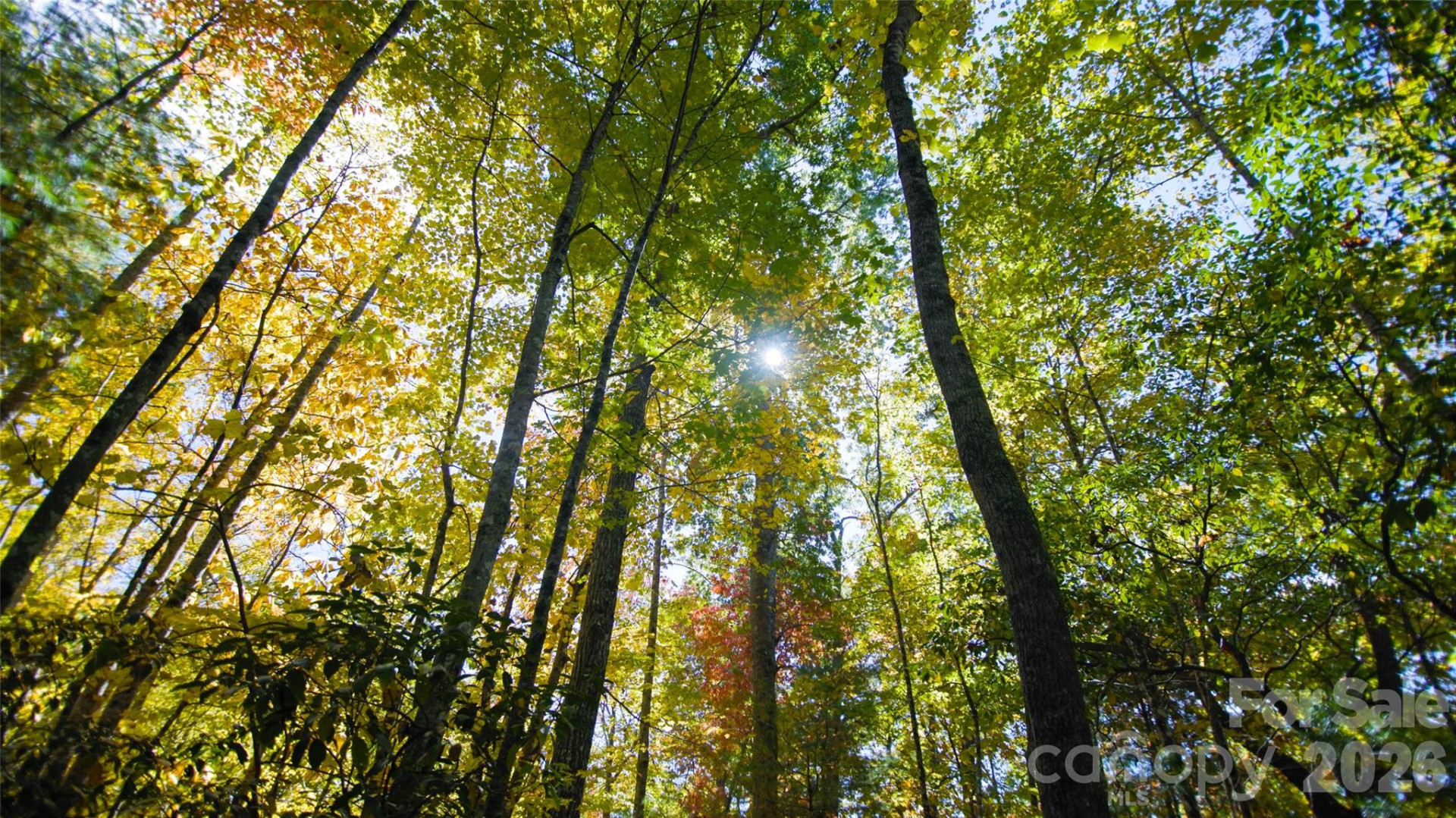 106 Skydance Trail - Photo 7