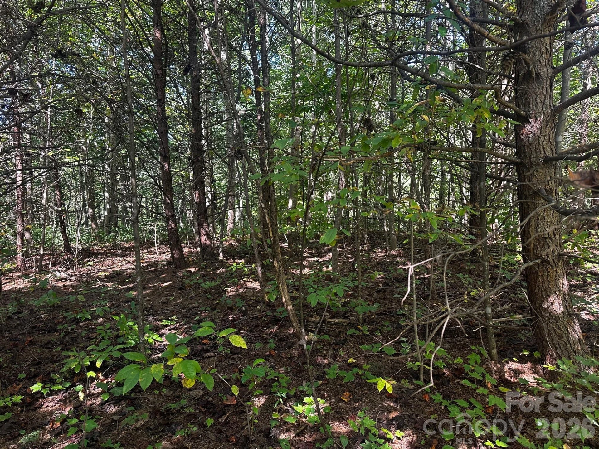 0 Clear Creek Trail - Photo 3