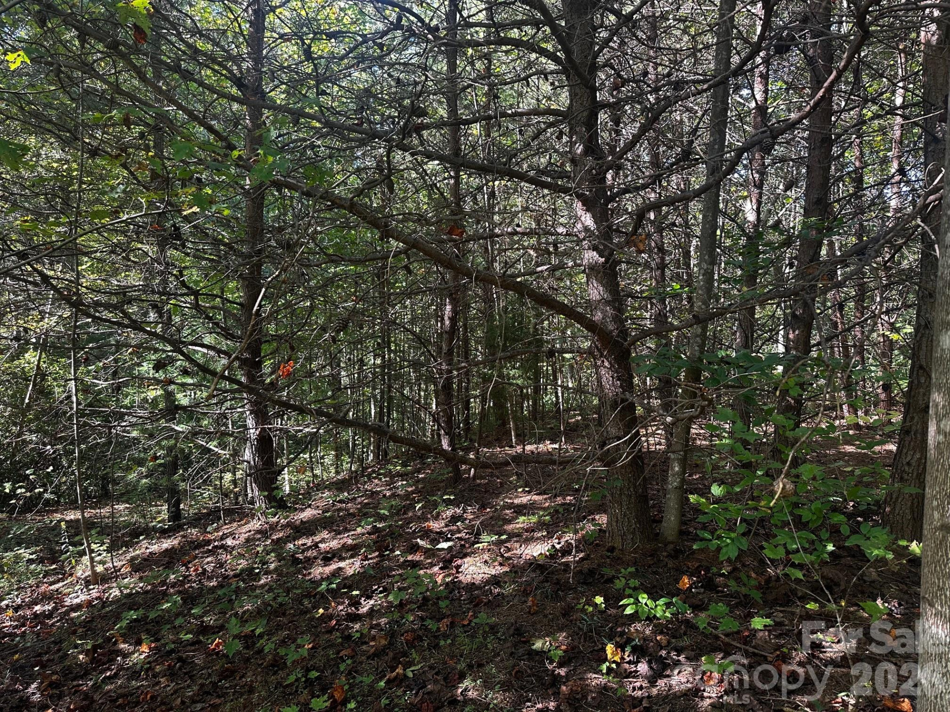 0 Clear Creek Trail - Photo 6