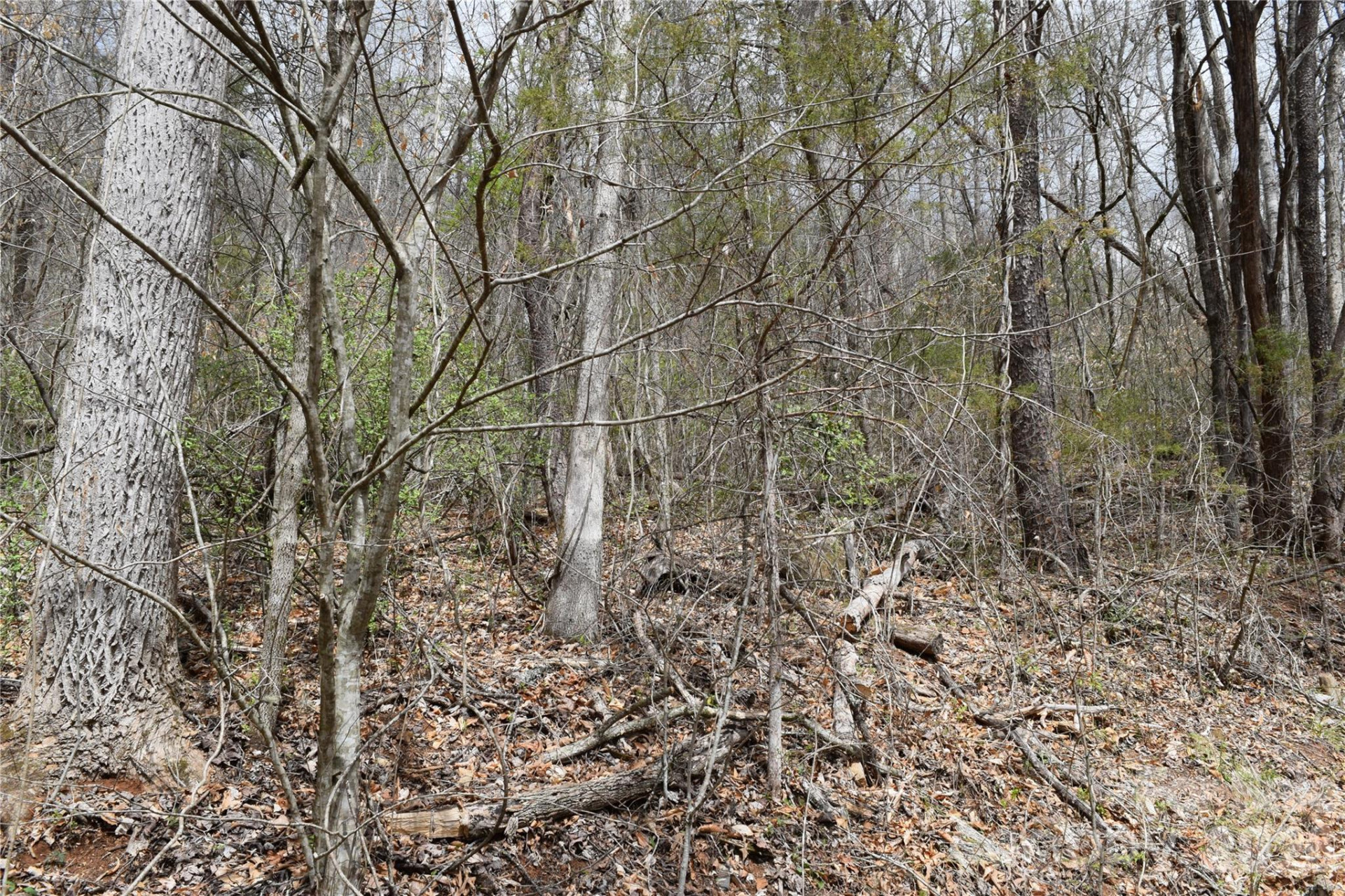 TBD Bel Air Road #20 - Photo 4