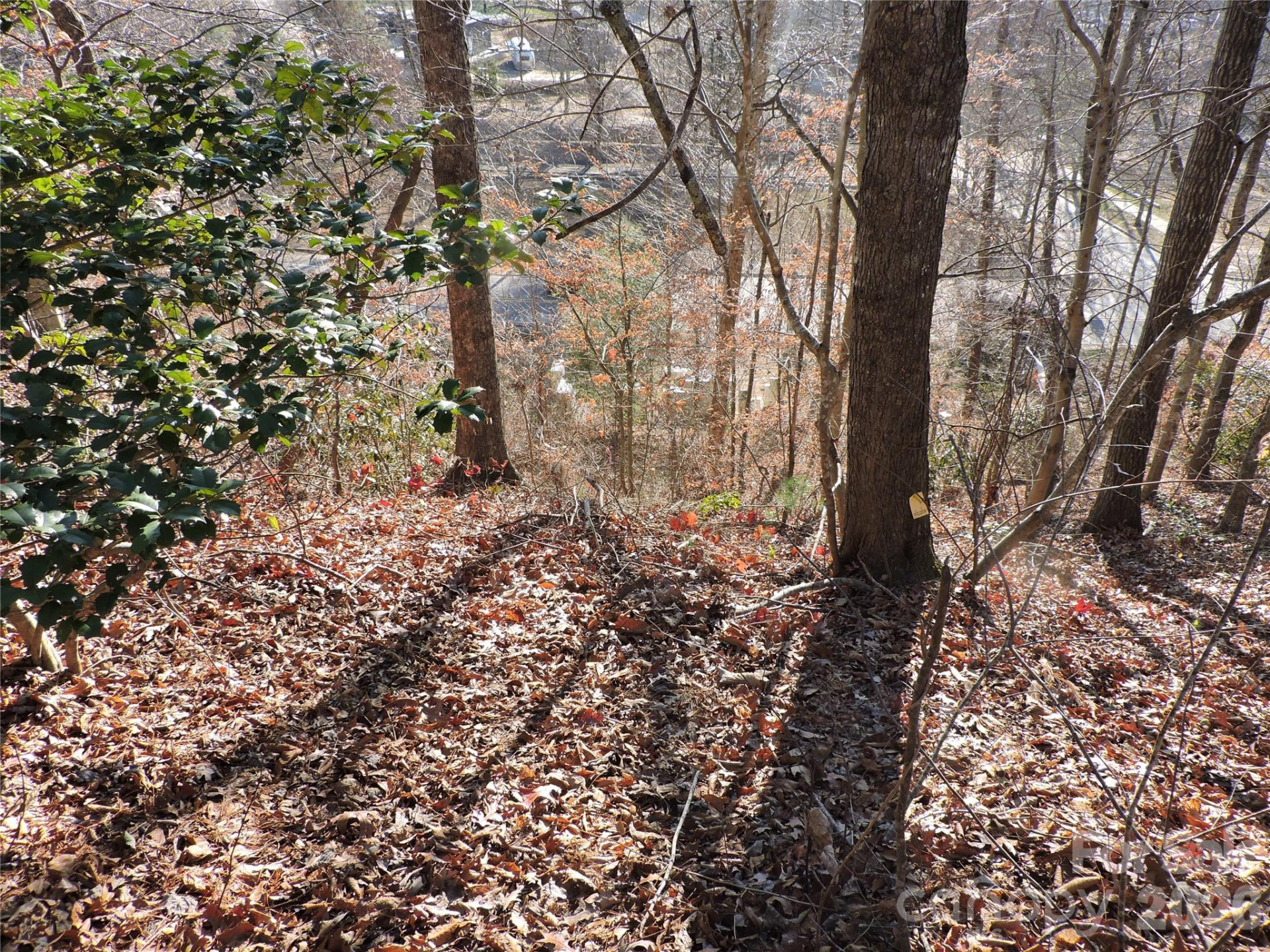 10 Whitman Lane #41 - Photo 5