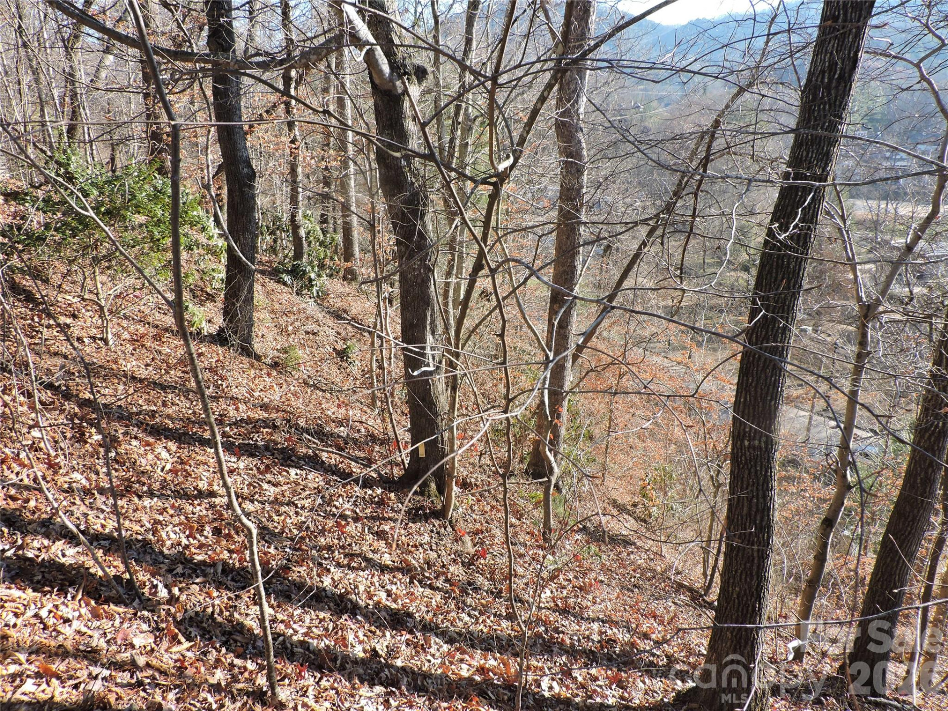 10 Whitman Lane #41 - Photo 7