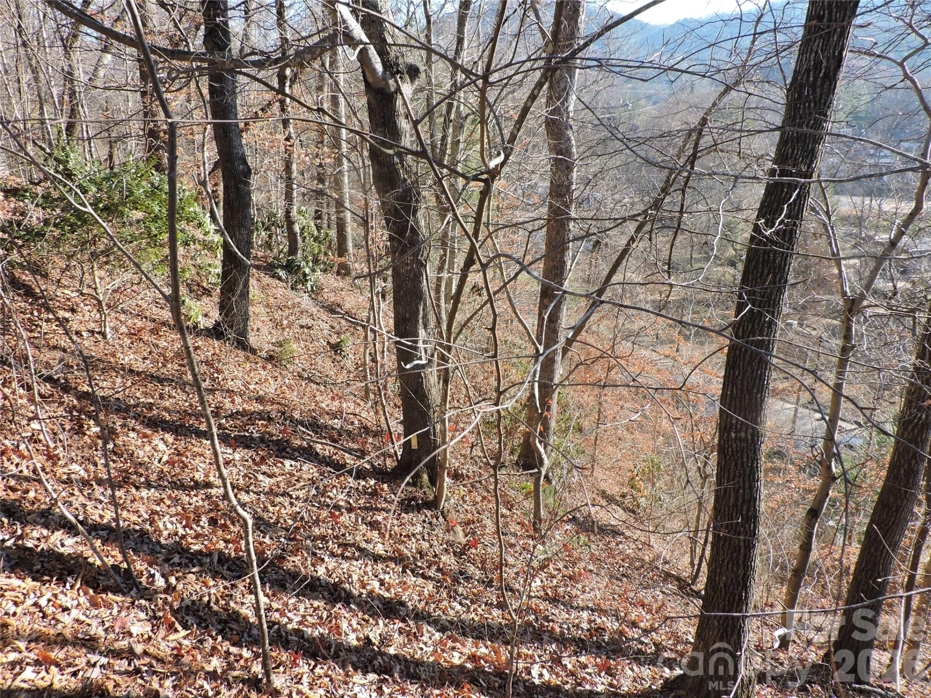 10 Whitman Lane #41 - Photo 7