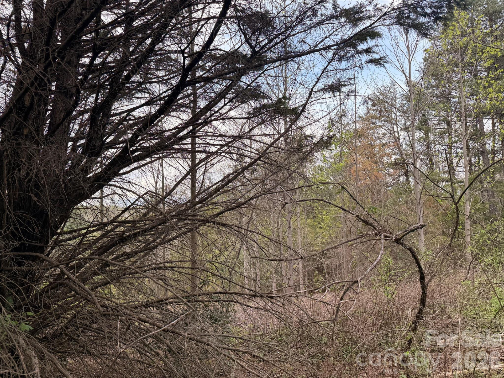 7557 Cowtail Lane - Photo 7