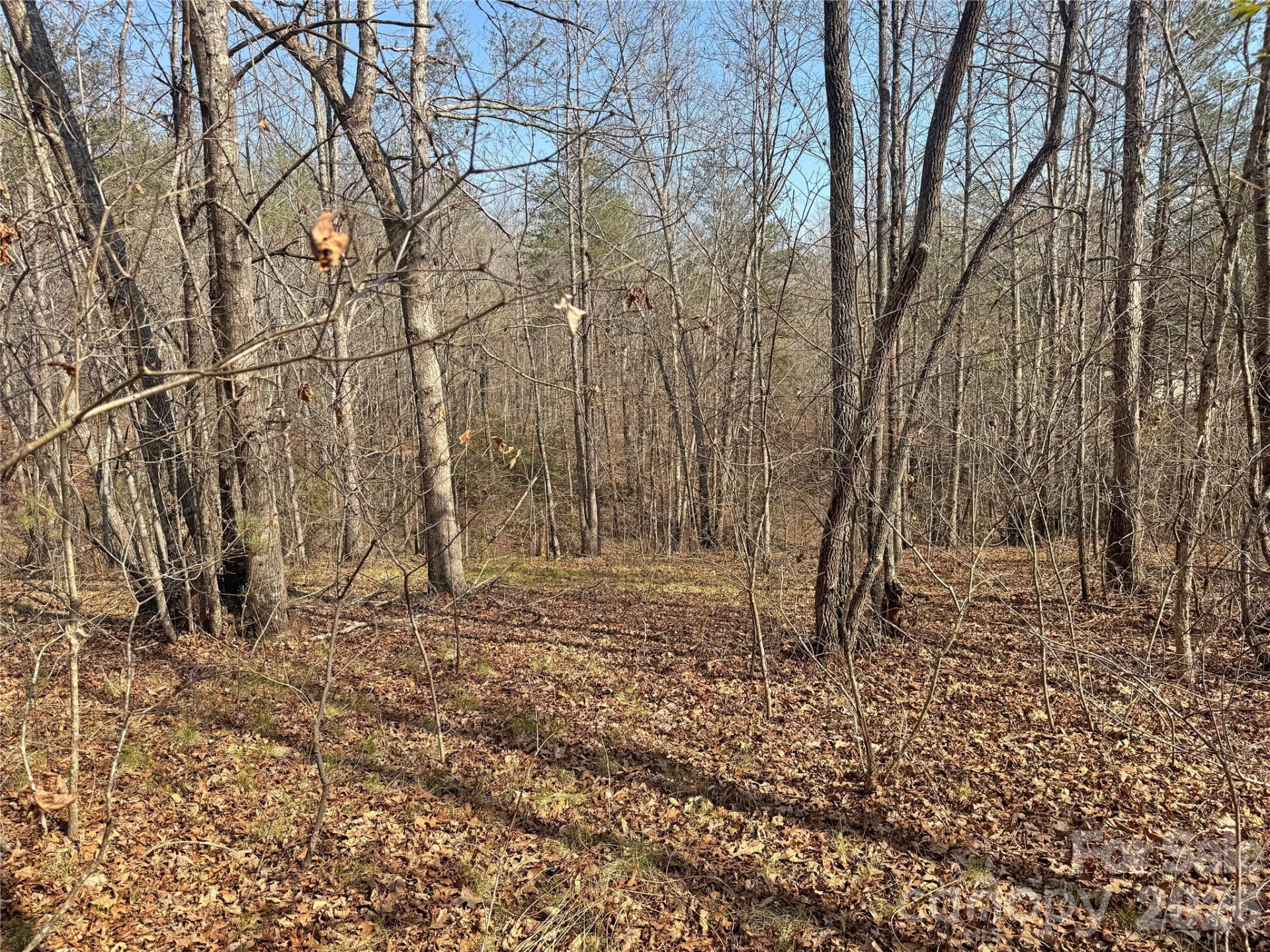 VL Amberwood Place #17 - Photo 2