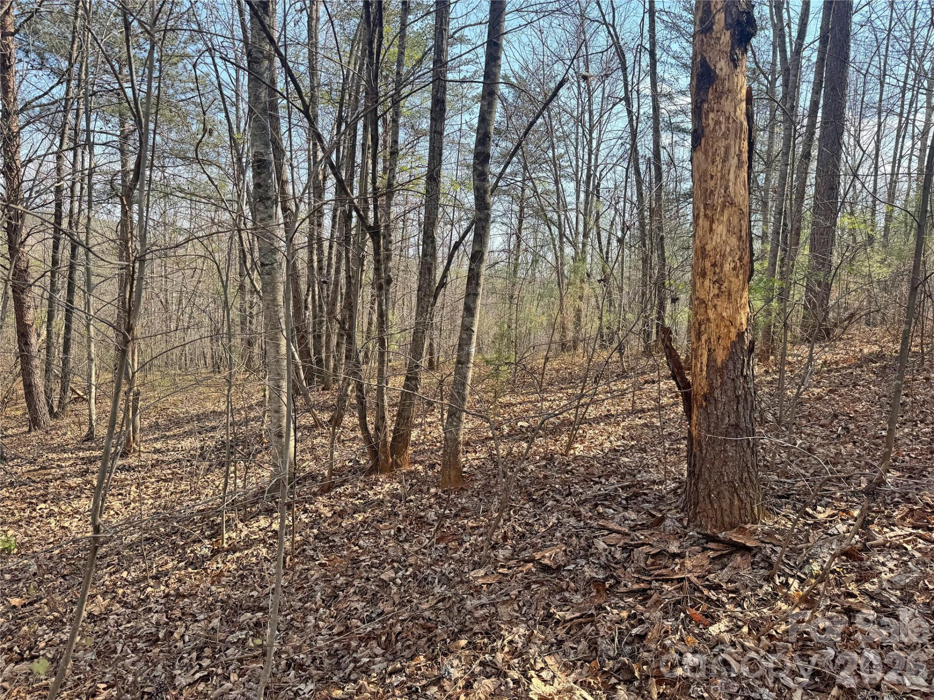 VL Amberwood Place #17 - Photo 11