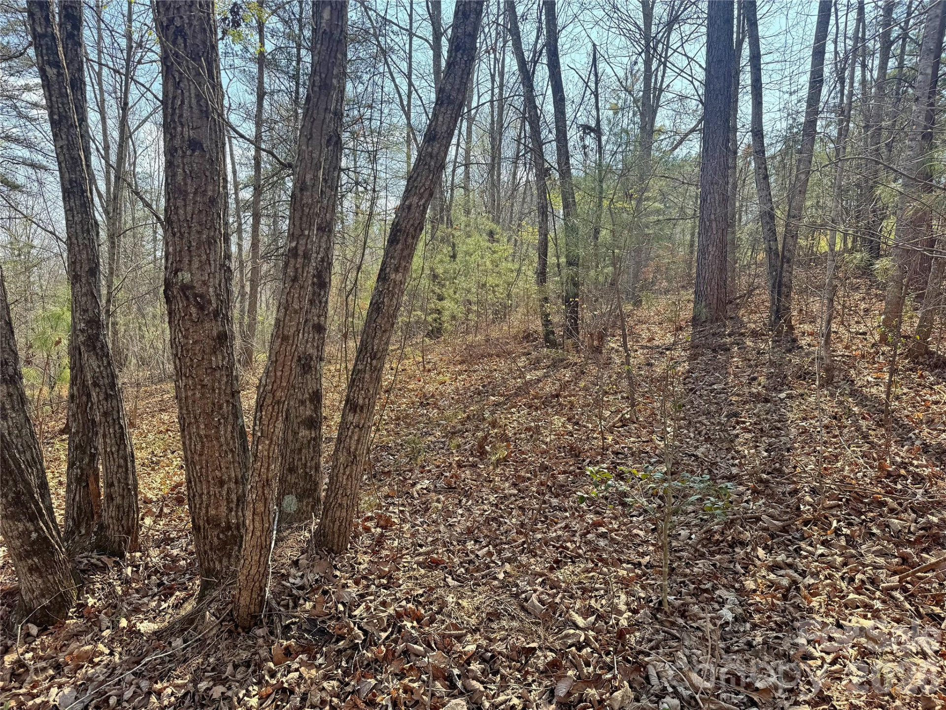 VL Amberwood Place #17 - Photo 13