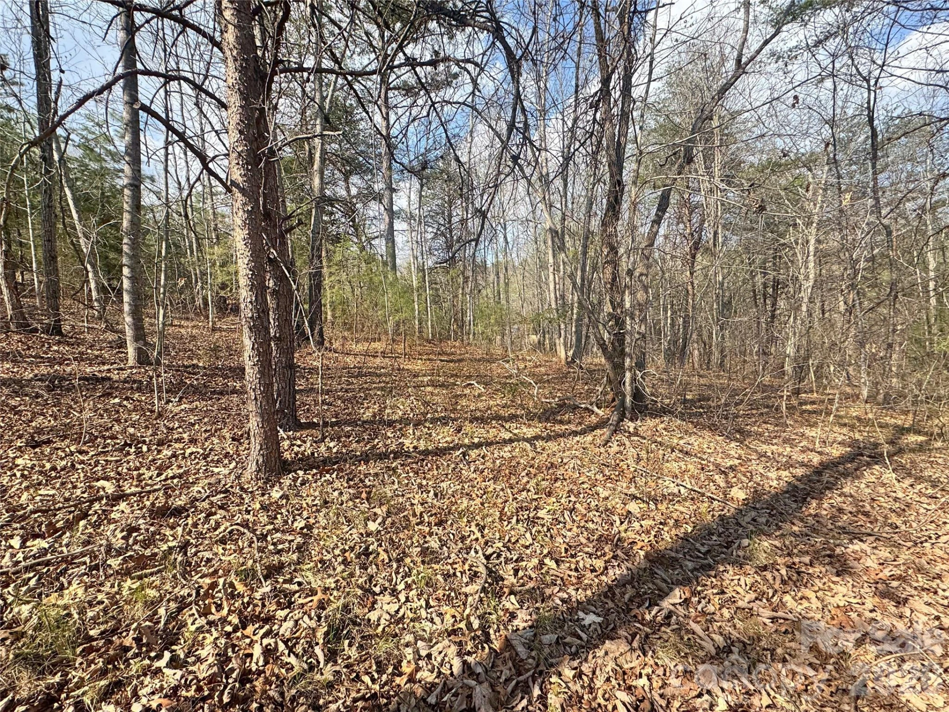 VL Amberwood Place #17 - Photo 6