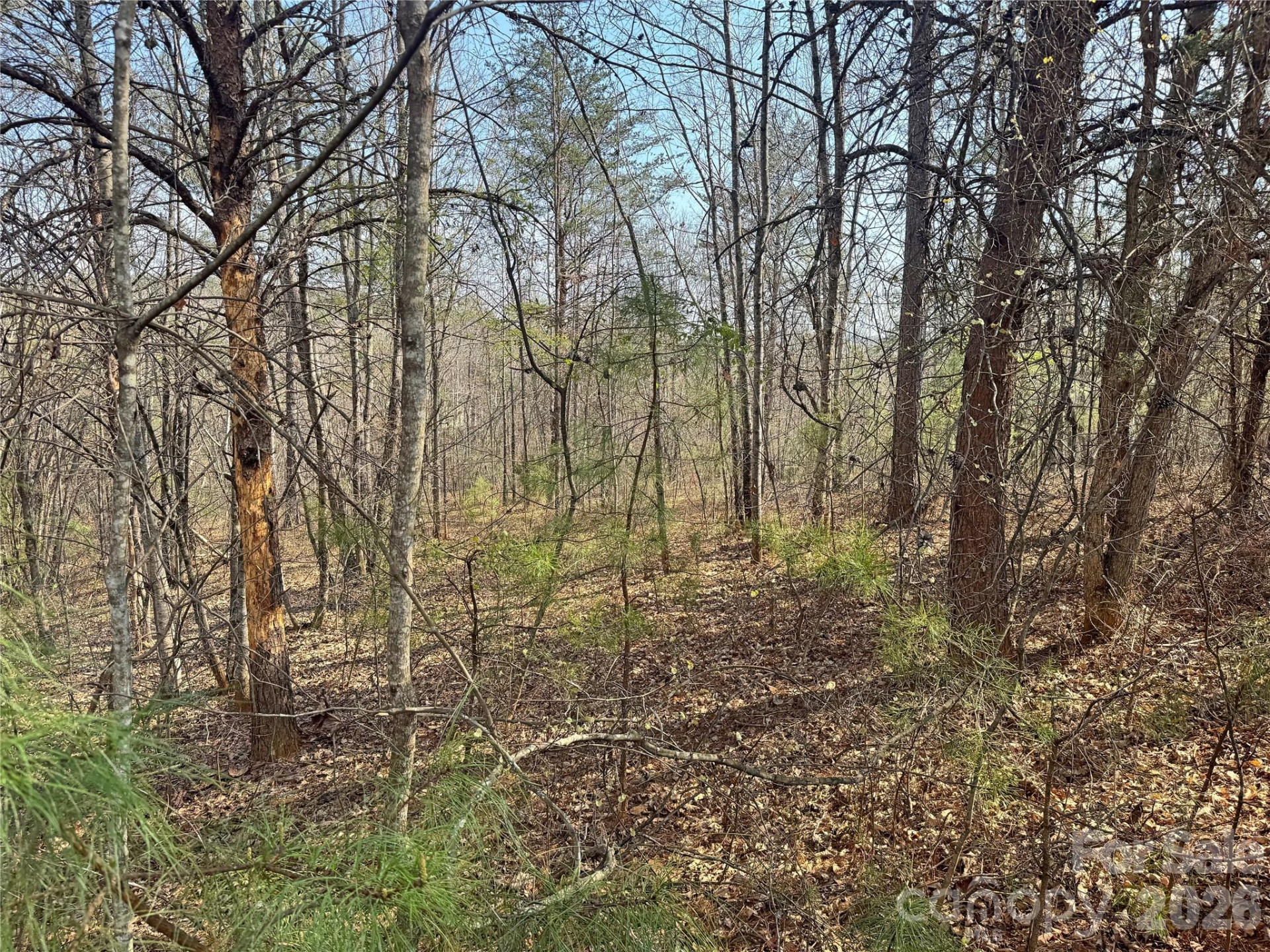 VL Amberwood Place #17 - Photo 9