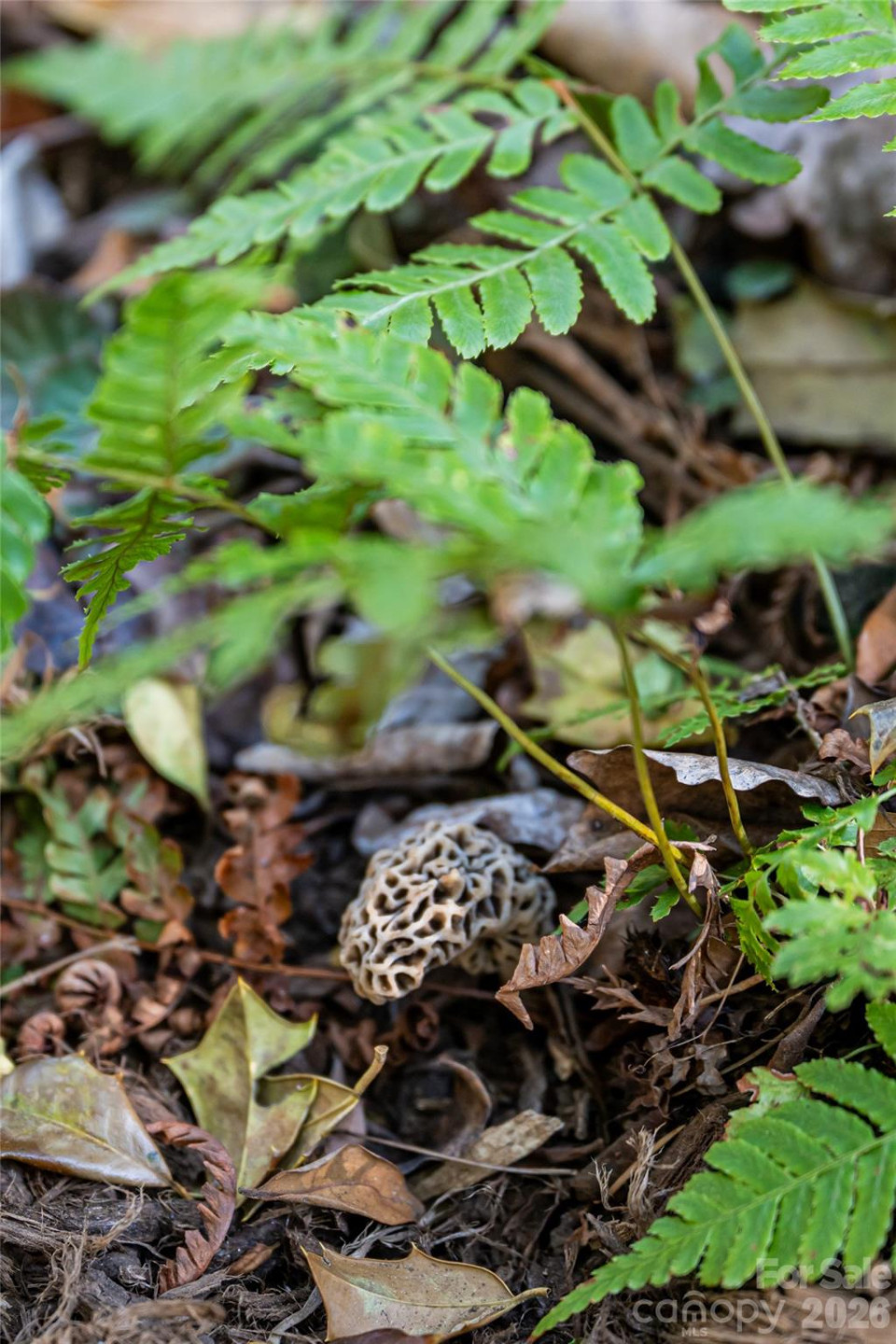 81 Edgemont Road - Photo 47