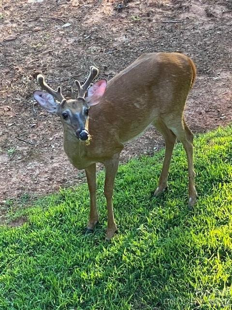 0 Poodles Way #291 - Photo 14