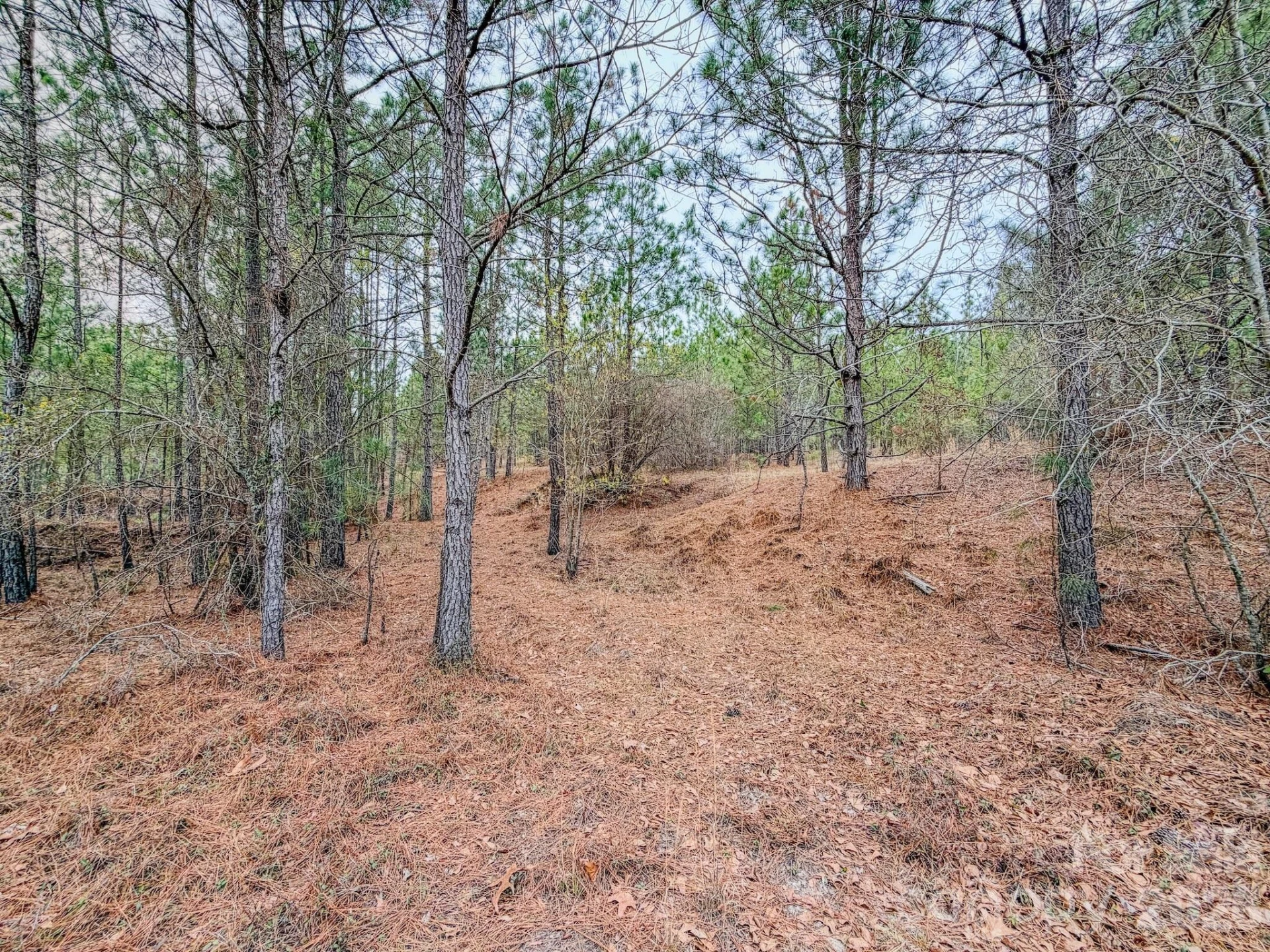 0 Lobelia Road - Photo 15