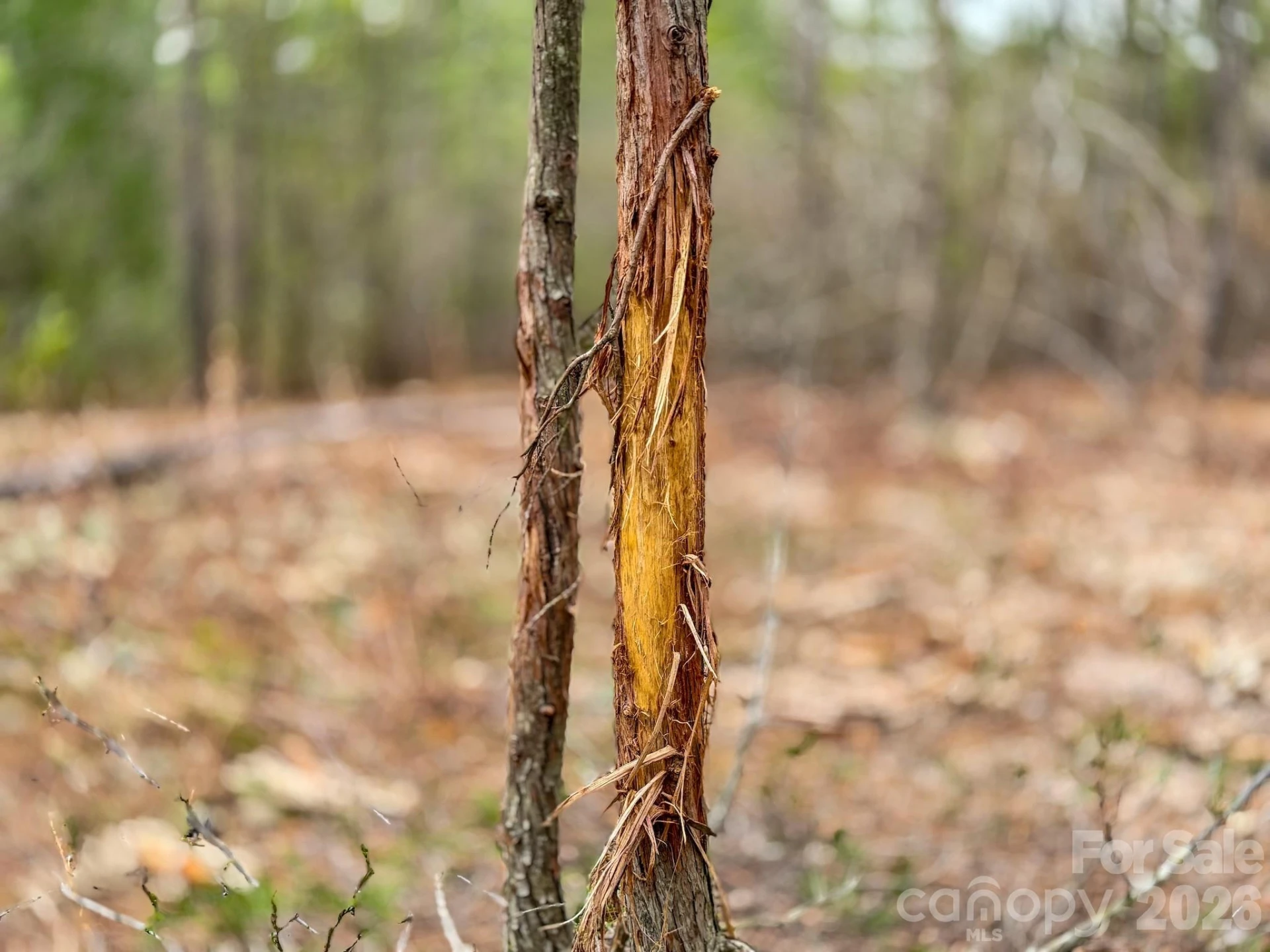 0 Lobelia Road - Photo 27