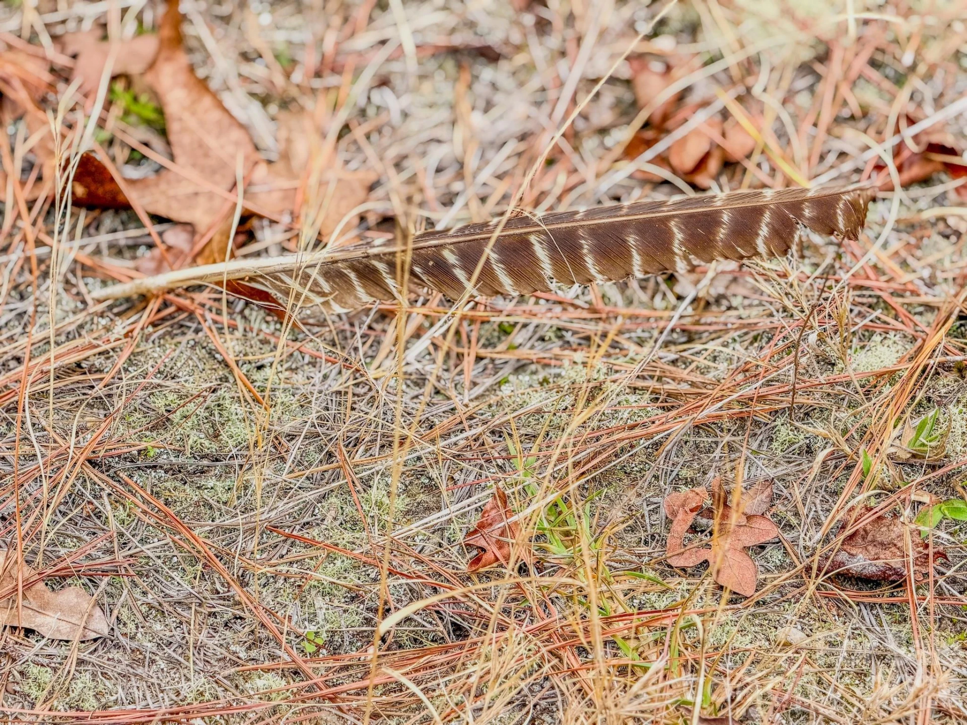 0 Lobelia Road - Photo 43