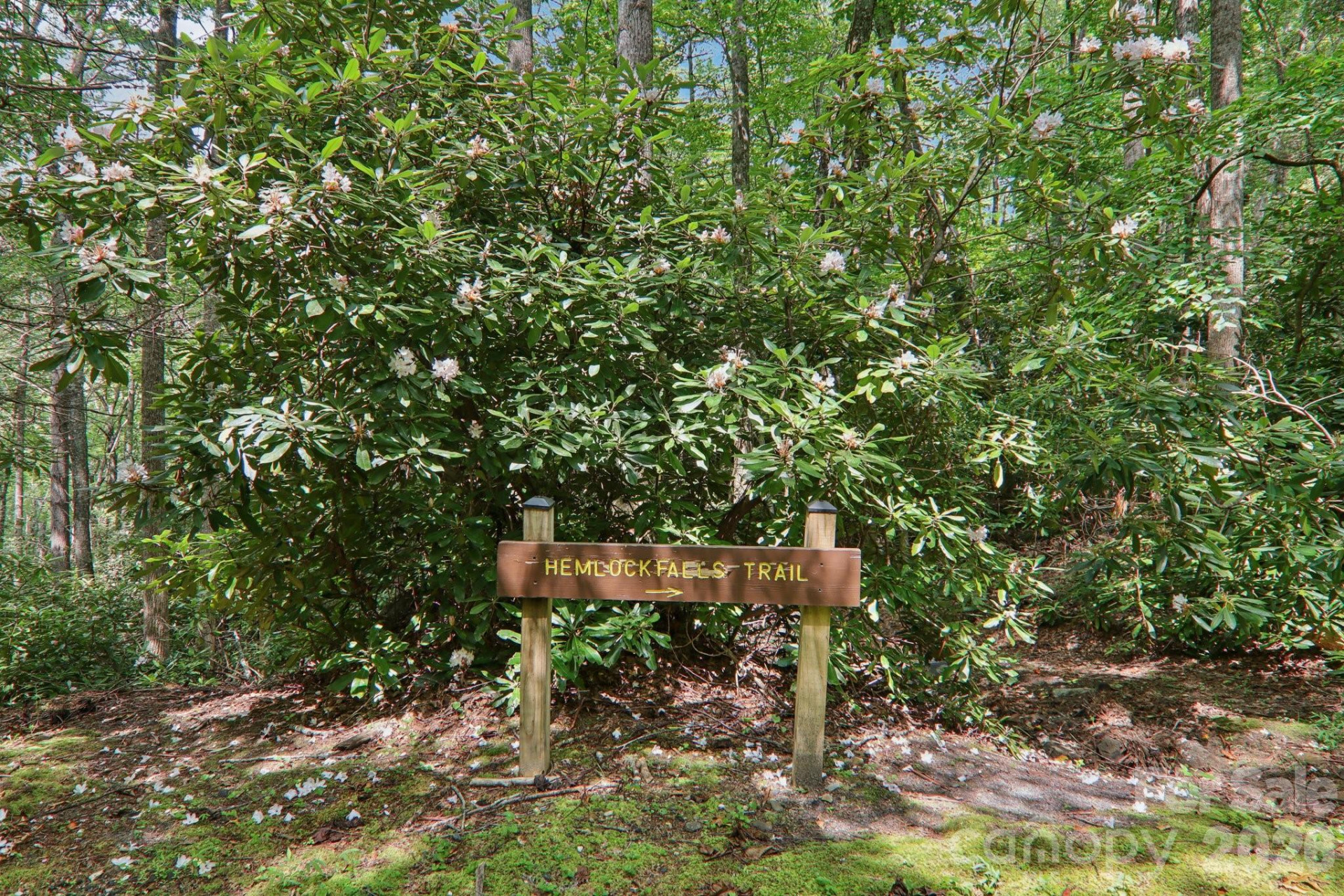 1063 Swiss Pine Lake Drive - Photo 36