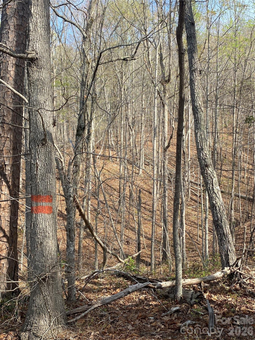 00 Cane Creek Mountain Road #2 - Photo 7