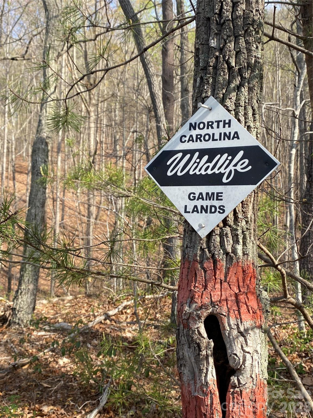 00 Cane Creek Mountain Road #2 - Photo 8