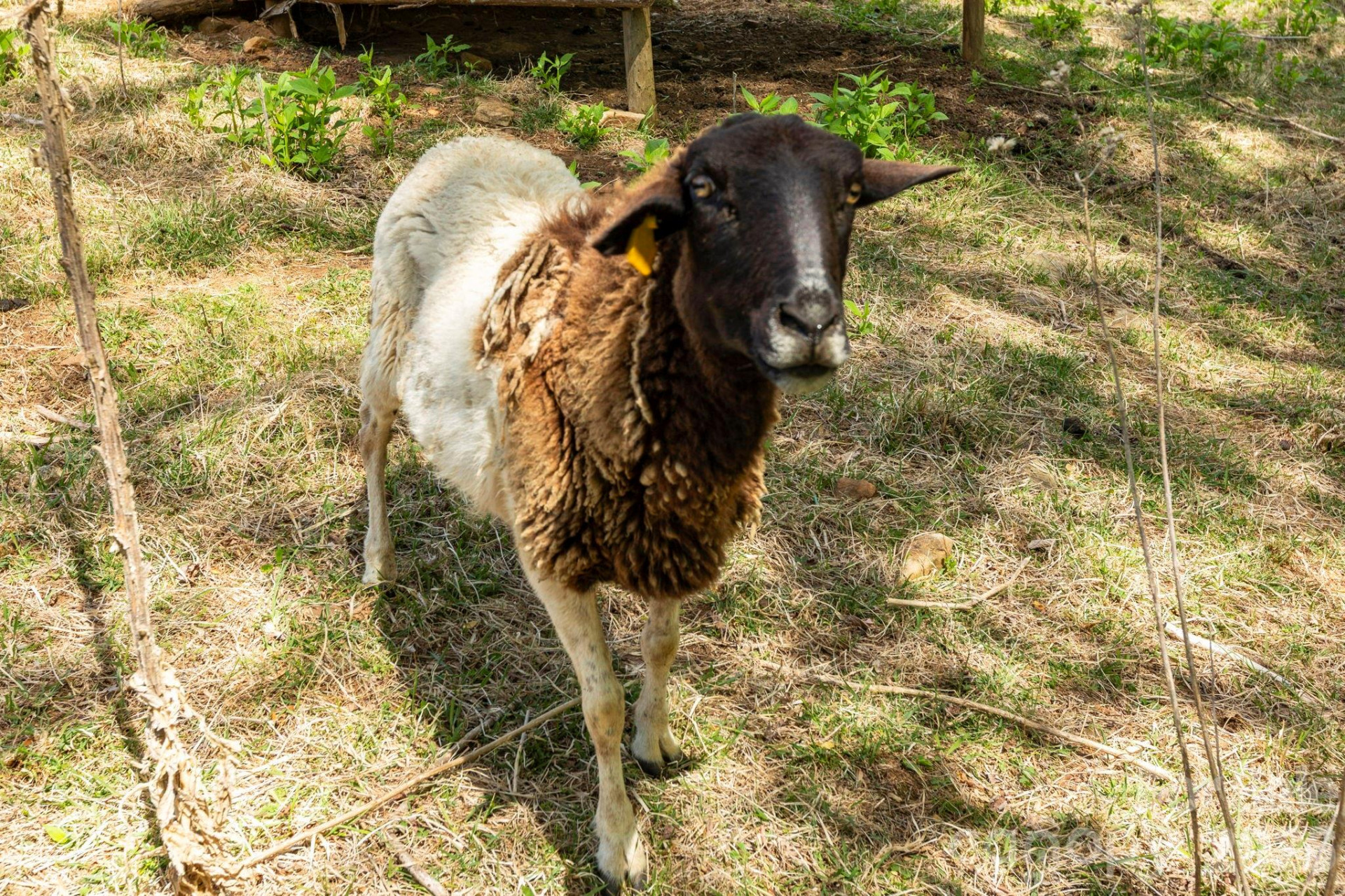 0 Simply Grateful Drive - Photo 9