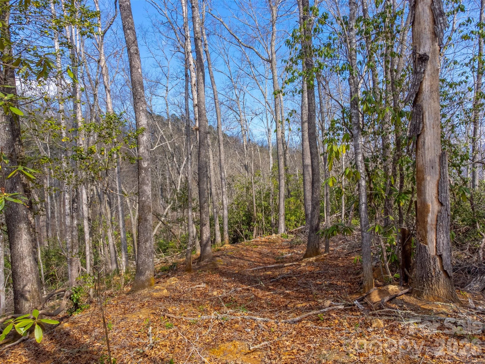 254 Ivory Lane - Photo 35