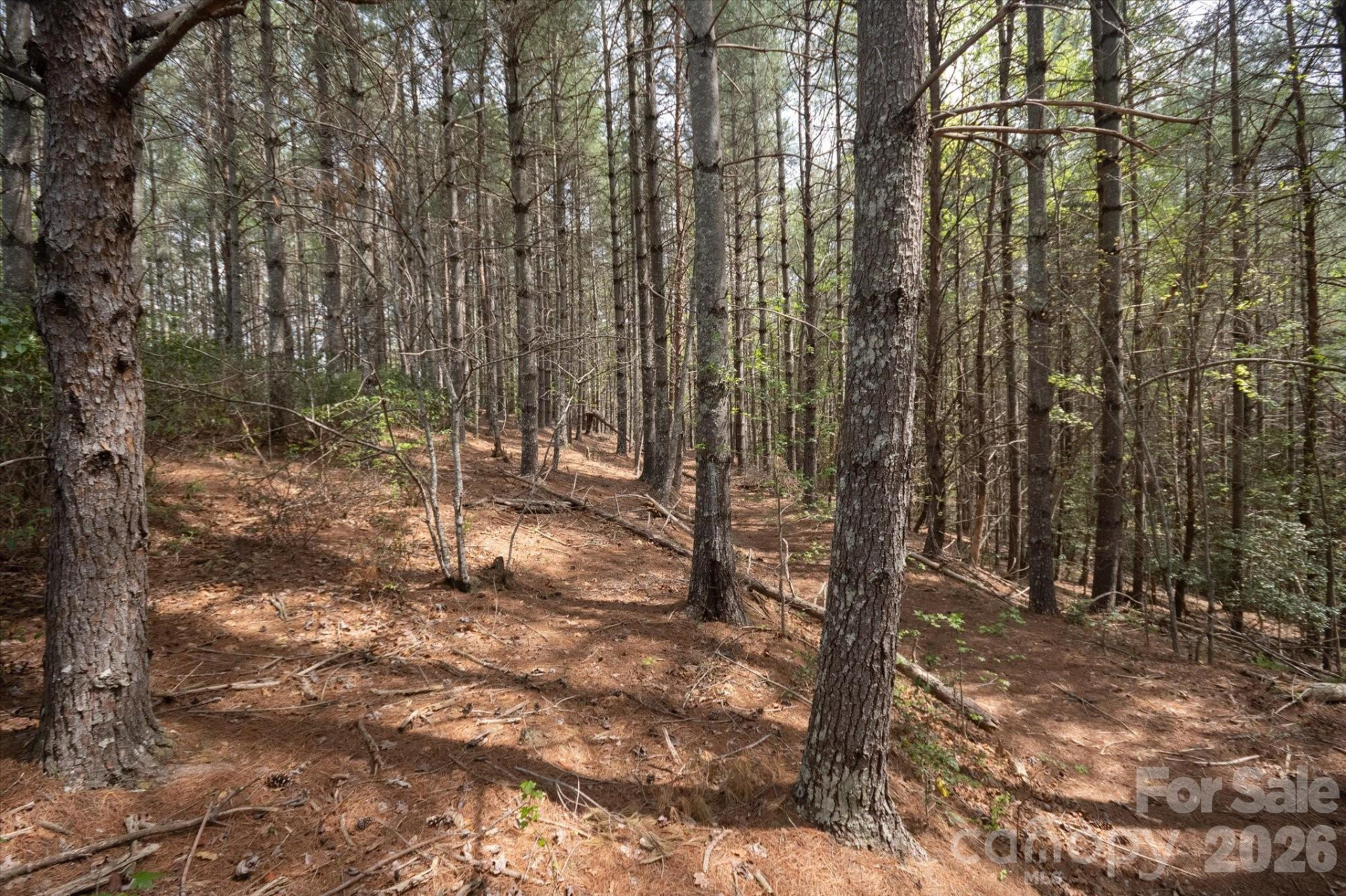 103 Big Tree Way - Photo 5