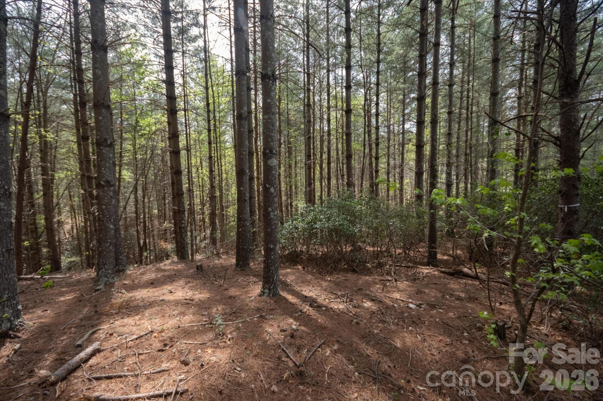 103 Big Tree Way - Photo 6