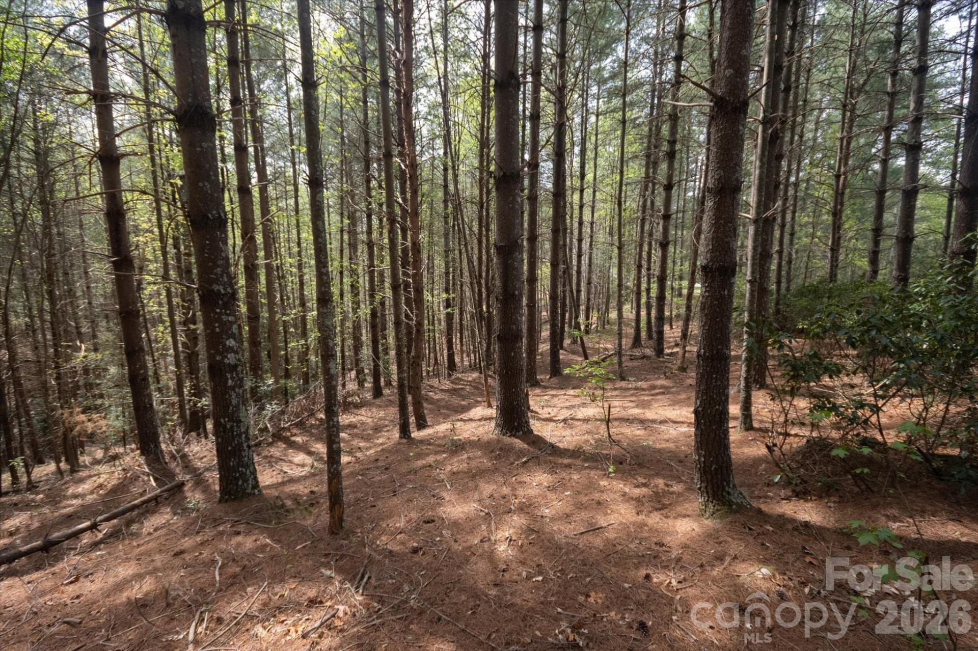 103 Big Tree Way - Photo 7