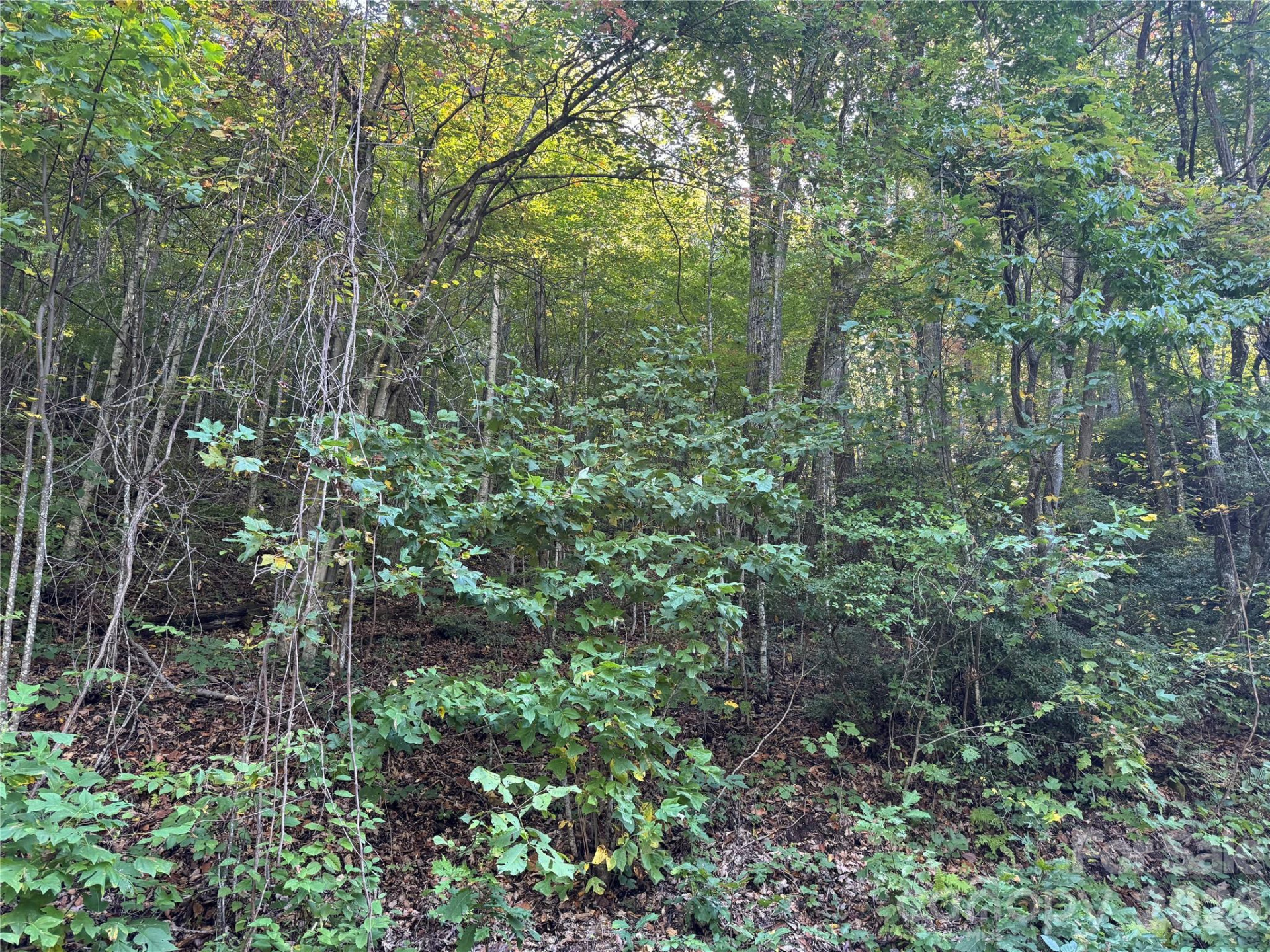 TBD Red Oak Forest Road - Photo 2