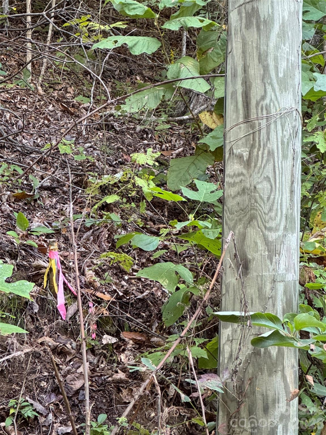 TBD Red Oak Forest Road - Photo 3