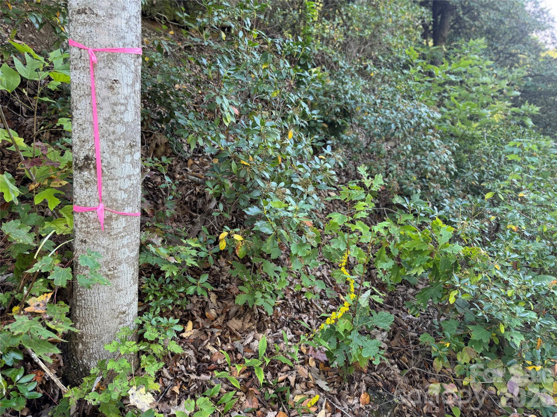 TBD Red Oak Forest Road - Photo 6