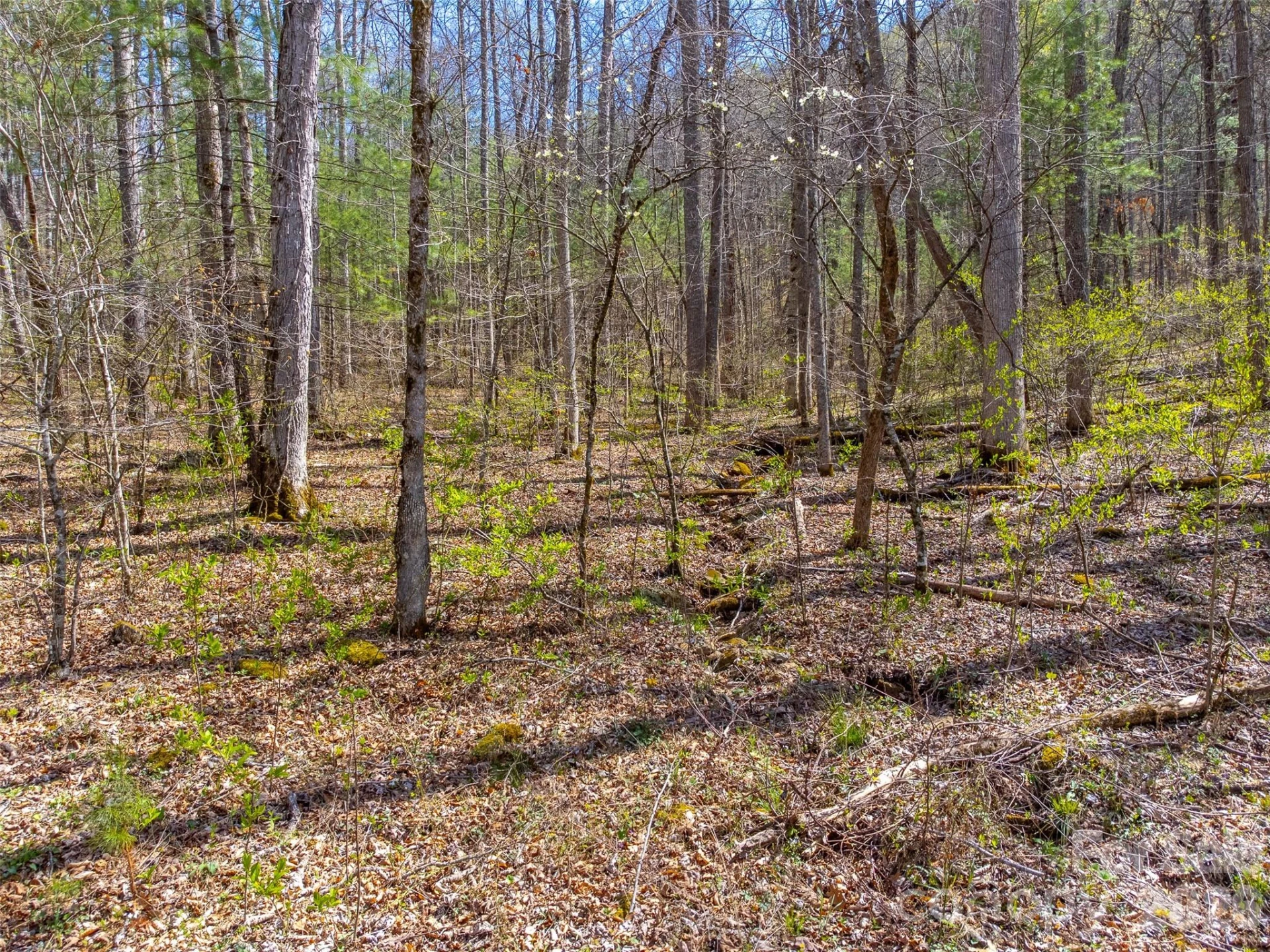306 Cedar Creek Farm Road - Photo 11