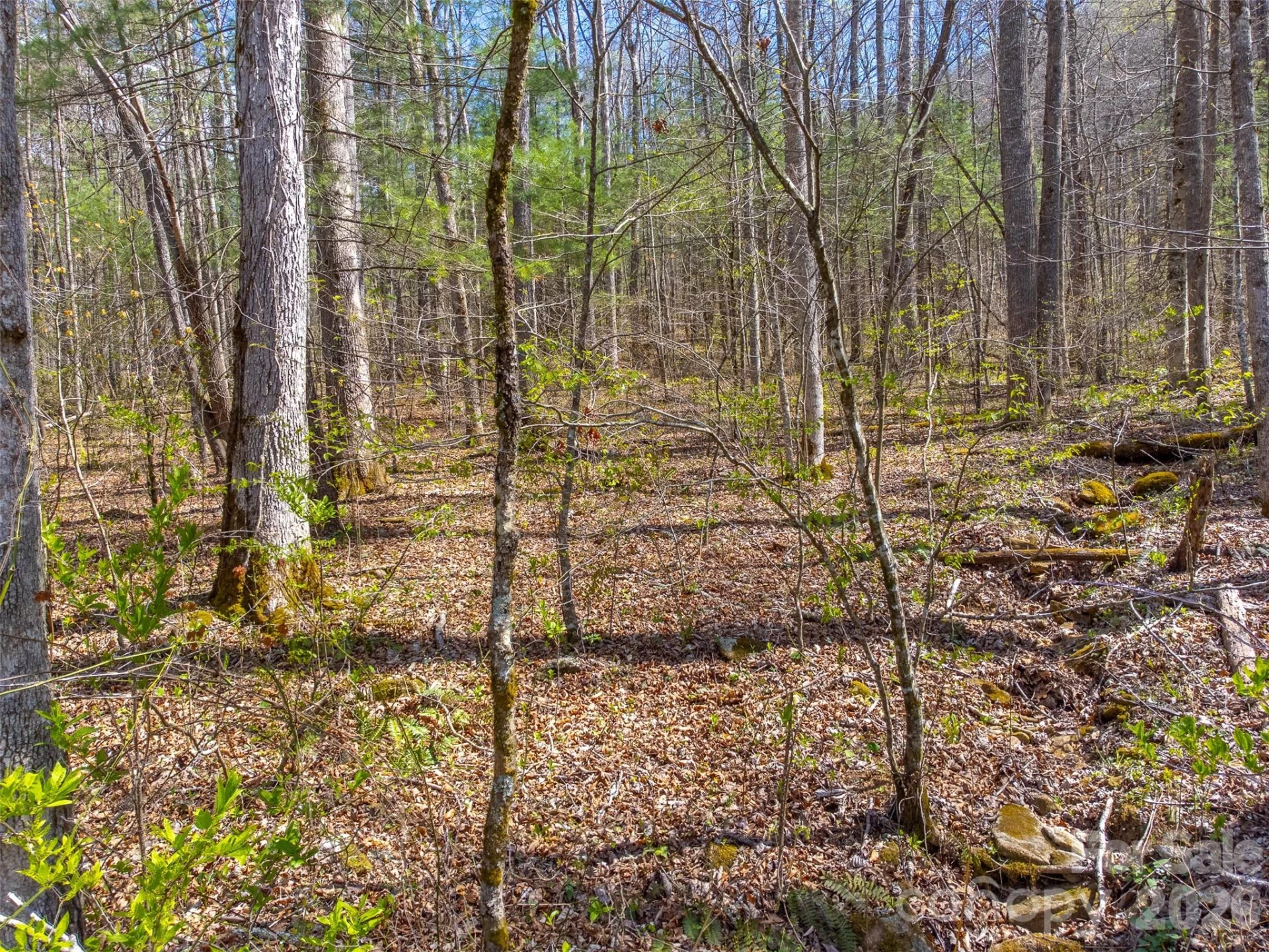 306 Cedar Creek Farm Road - Photo 12