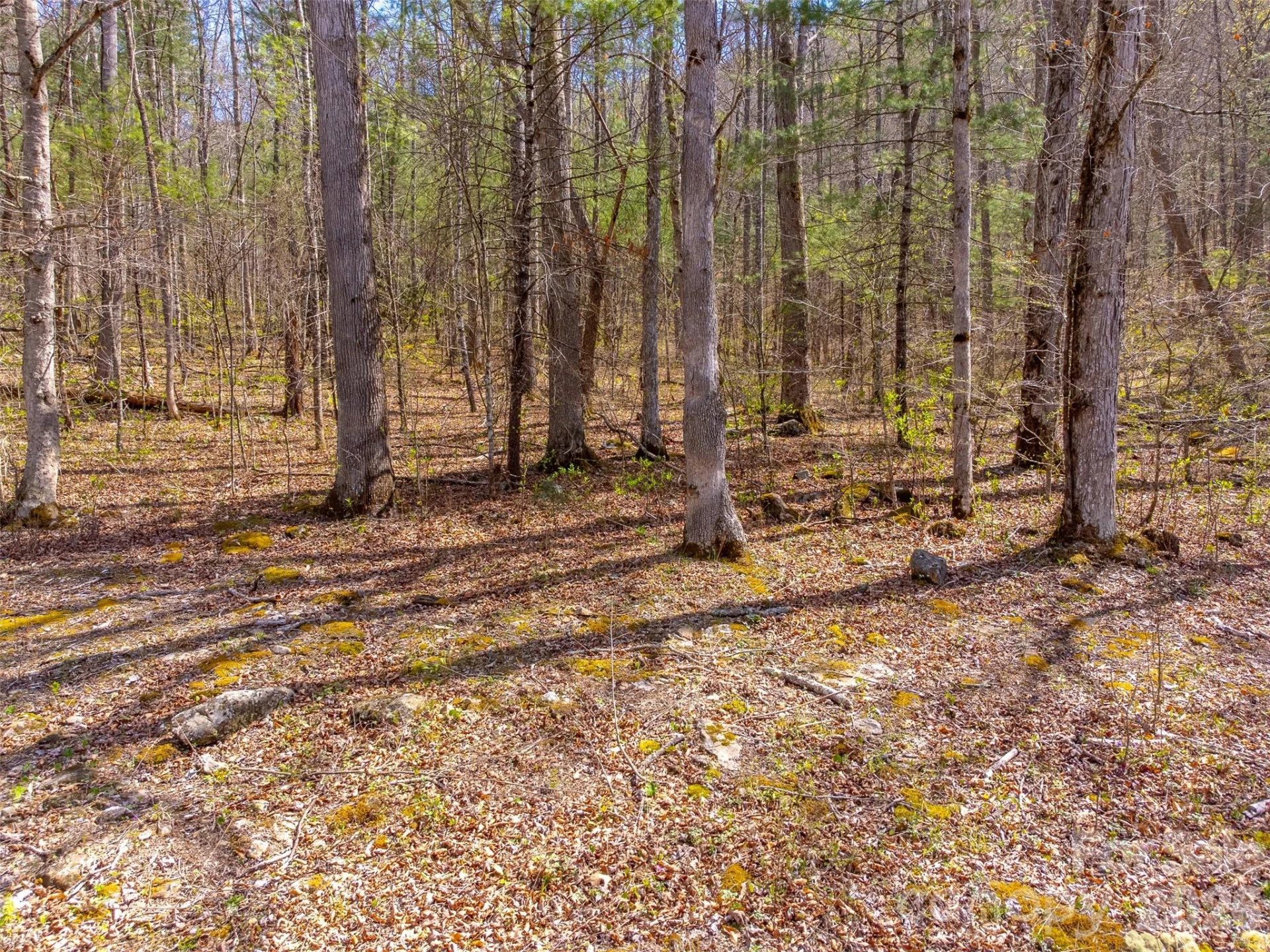 306 Cedar Creek Farm Road - Photo 4