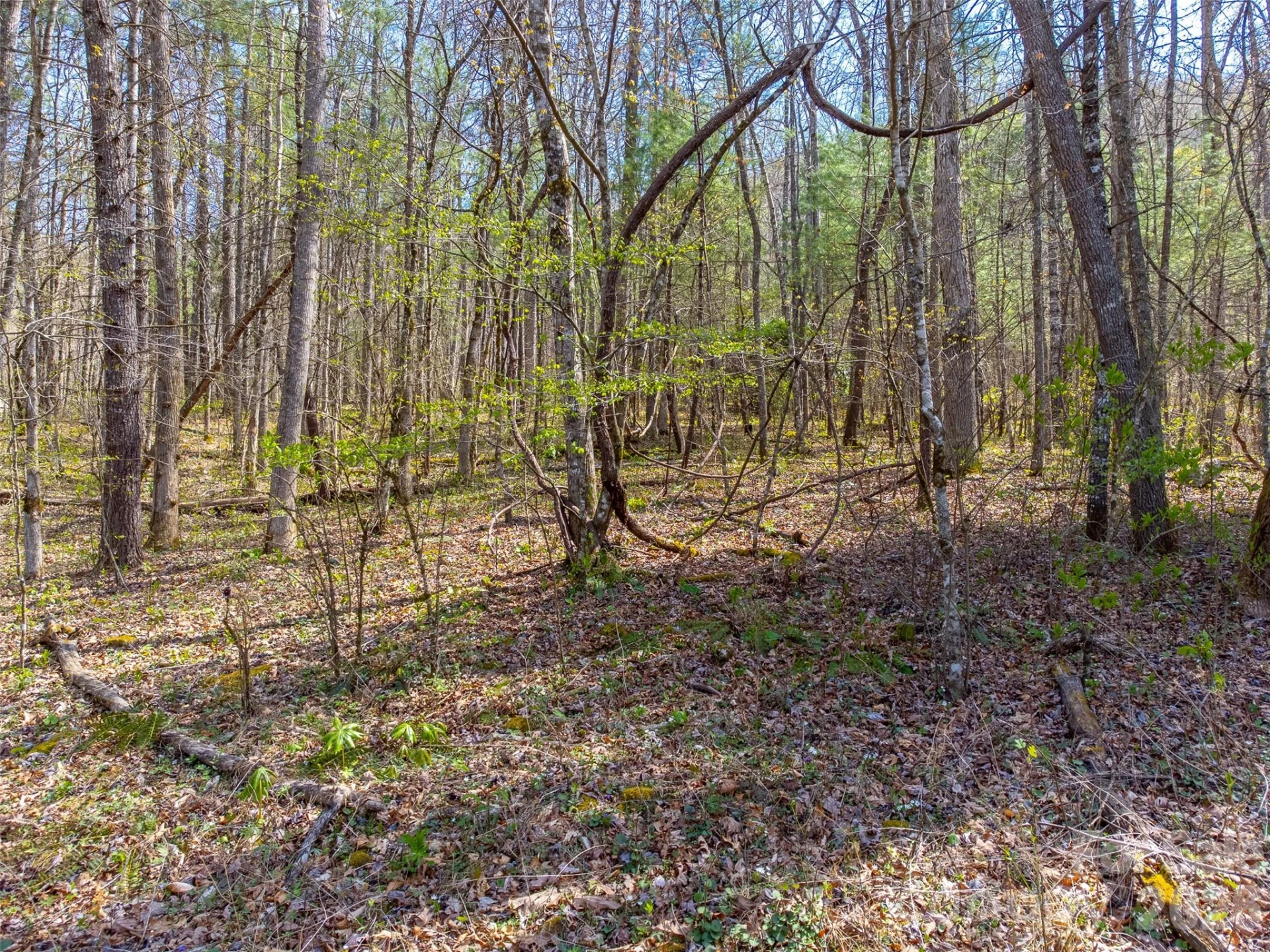 306 Cedar Creek Farm Road - Photo 8