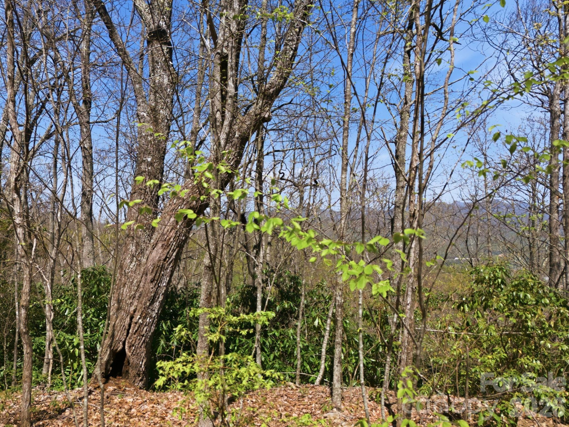 9999 Lytle Cove Road Road - Photo 18