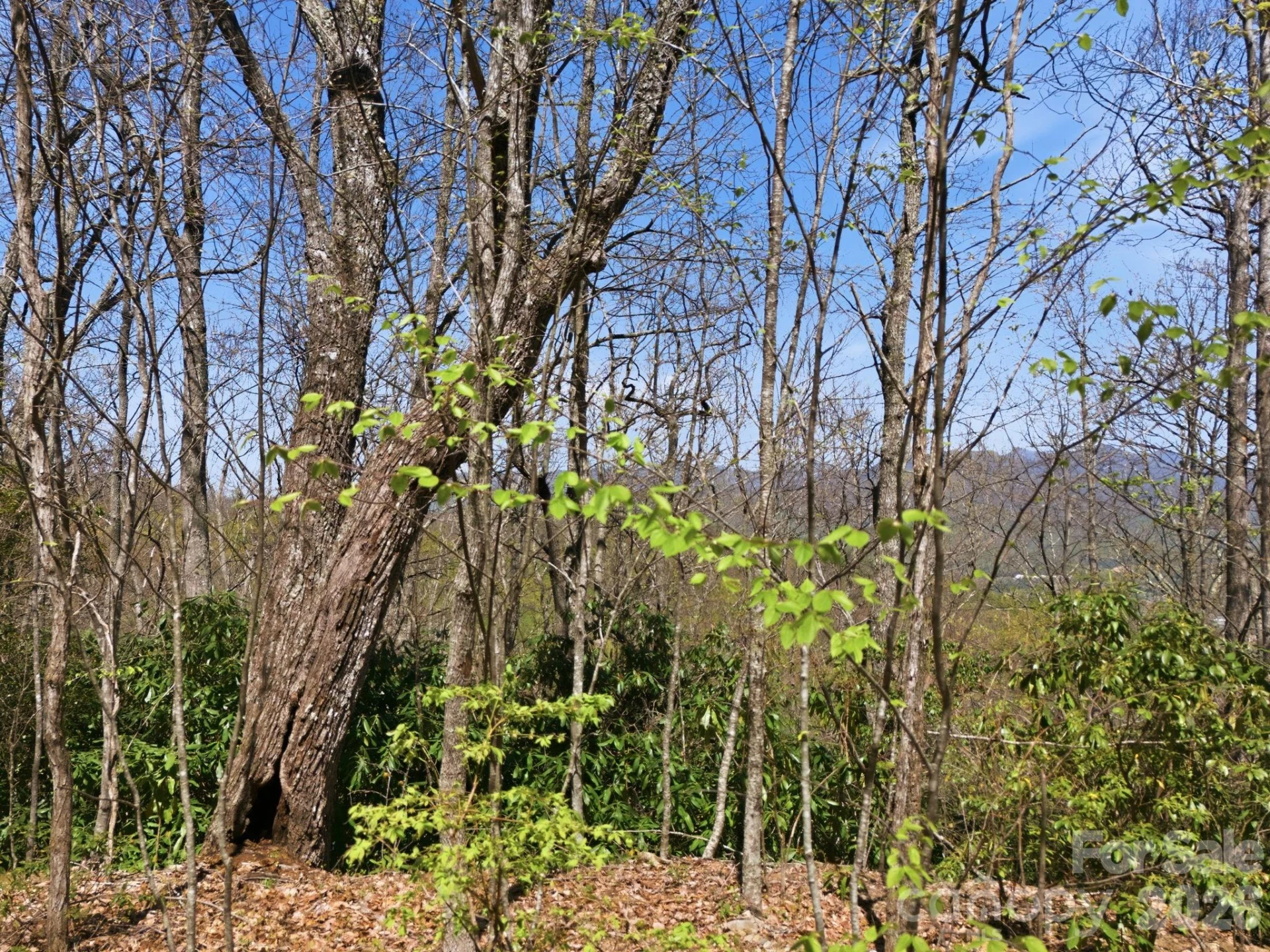 9999 Lytle Cove Road Road - Photo 18