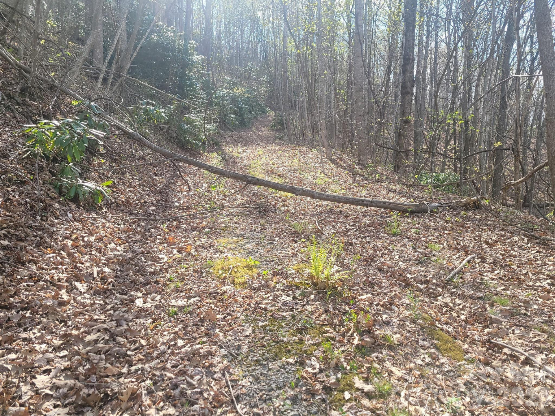 9999 Lytle Cove Road Road - Photo 3