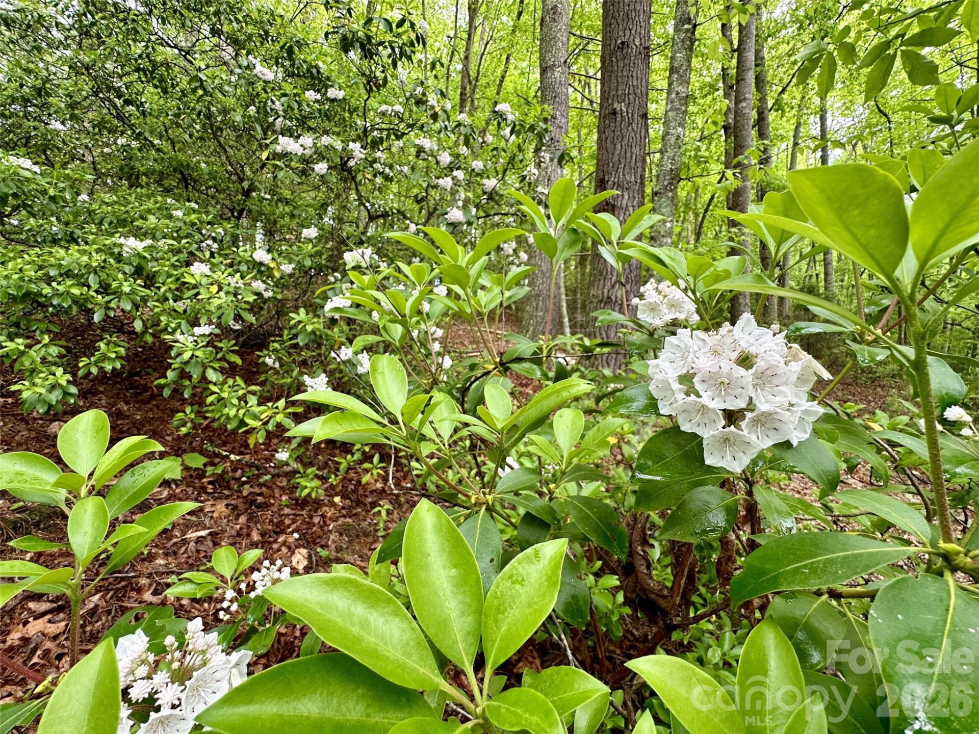 11 Wildlife Drive #11 - Photo 8