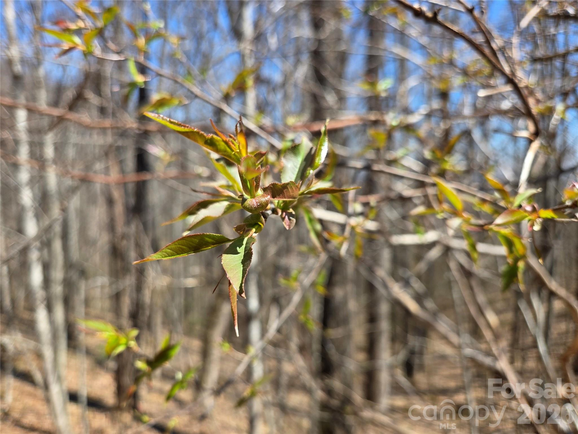 200 Wolverine Court #44 - Photo 12