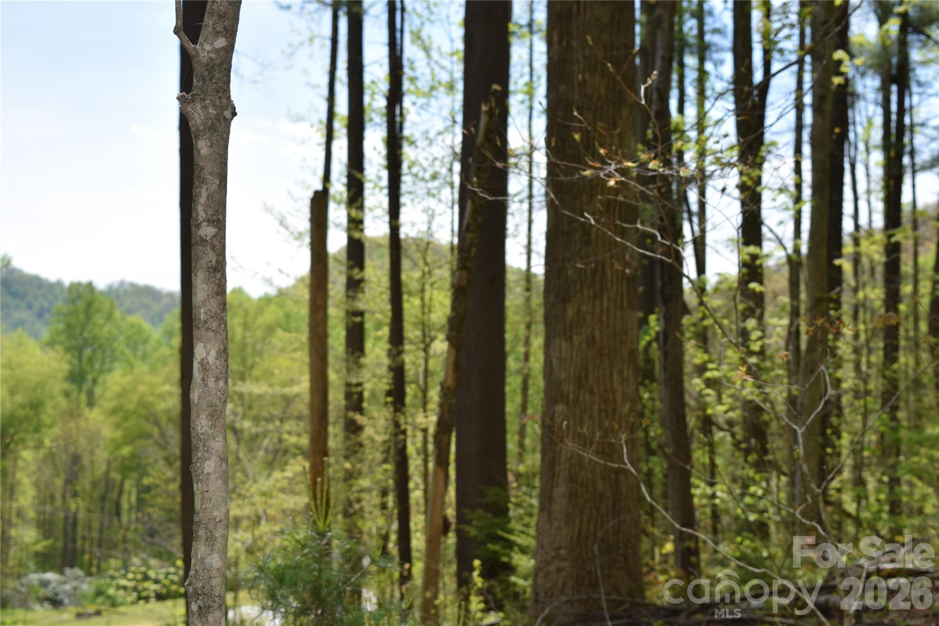 TBD Cabin Flats Road