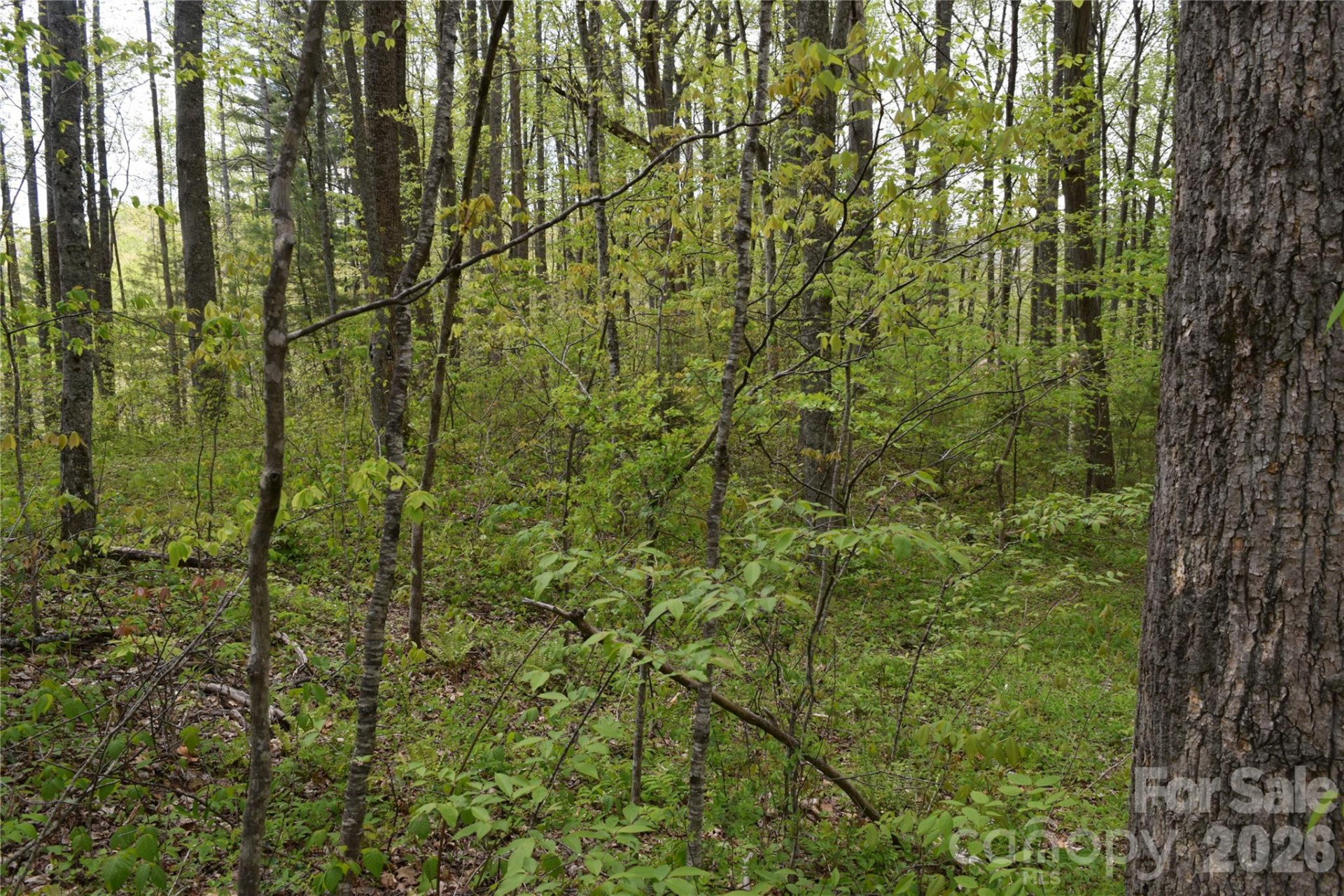 TBD Cabin Flats Road - Photo 2