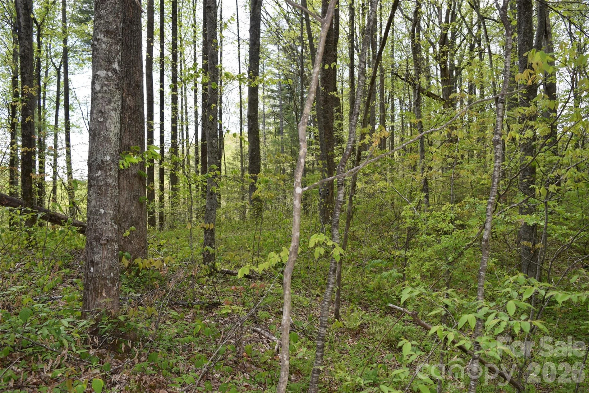 TBD Cabin Flats Road - Photo 3